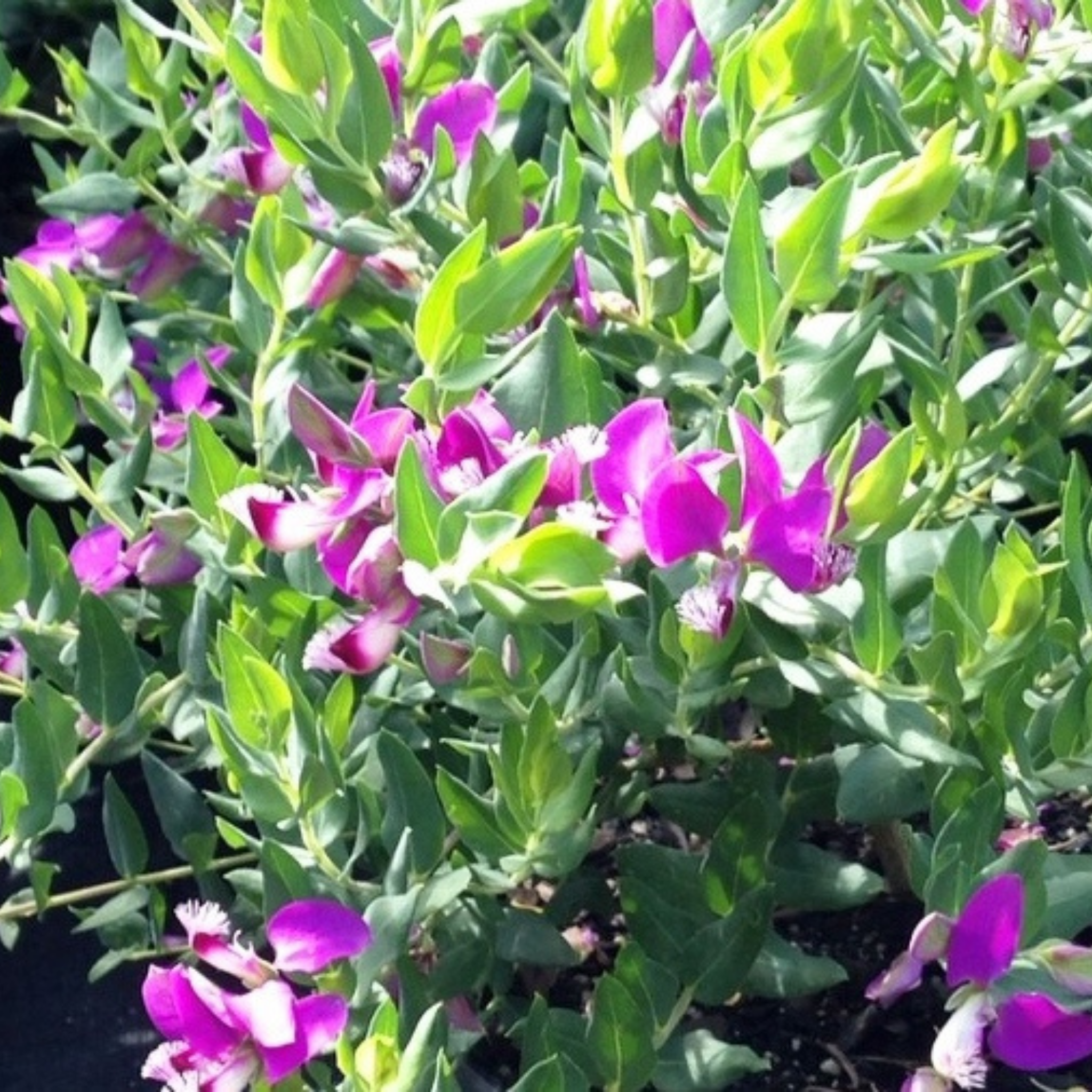 Sweet Pea Shrub - Polygala dalmaisiana