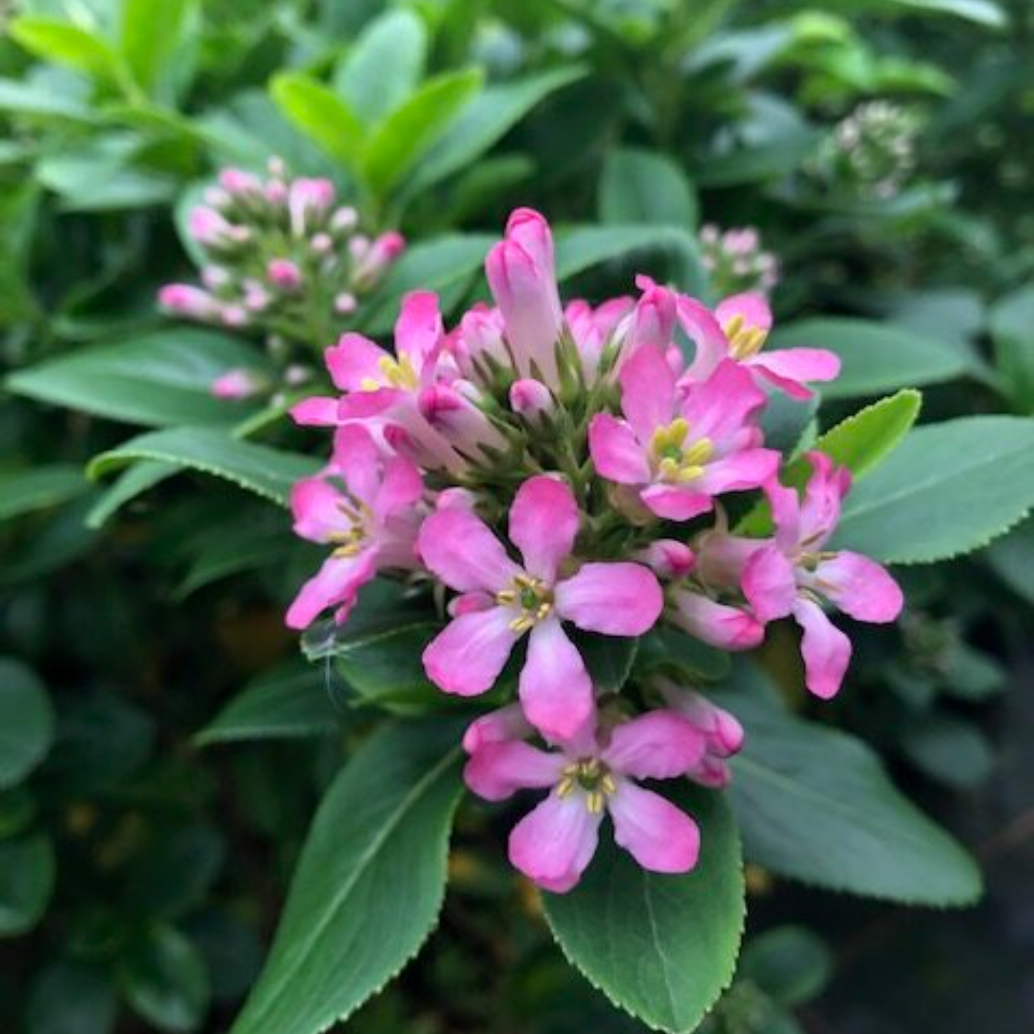 Escallonia laevis 'Pink Elle' PBR