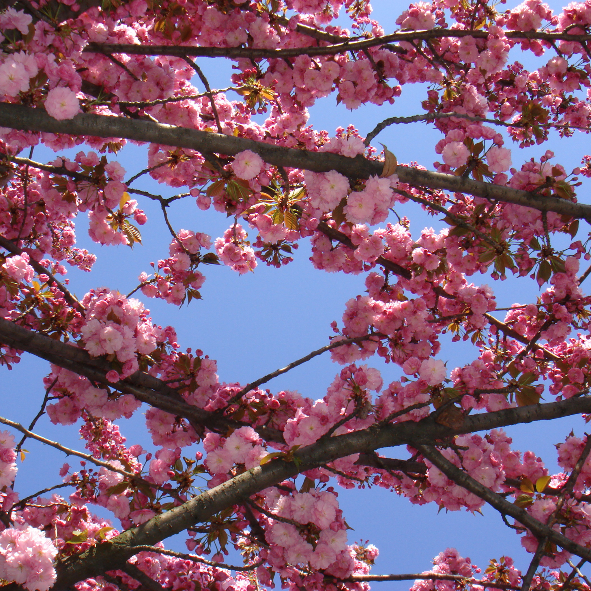 Pink cherry blossoms against a clear blue sky