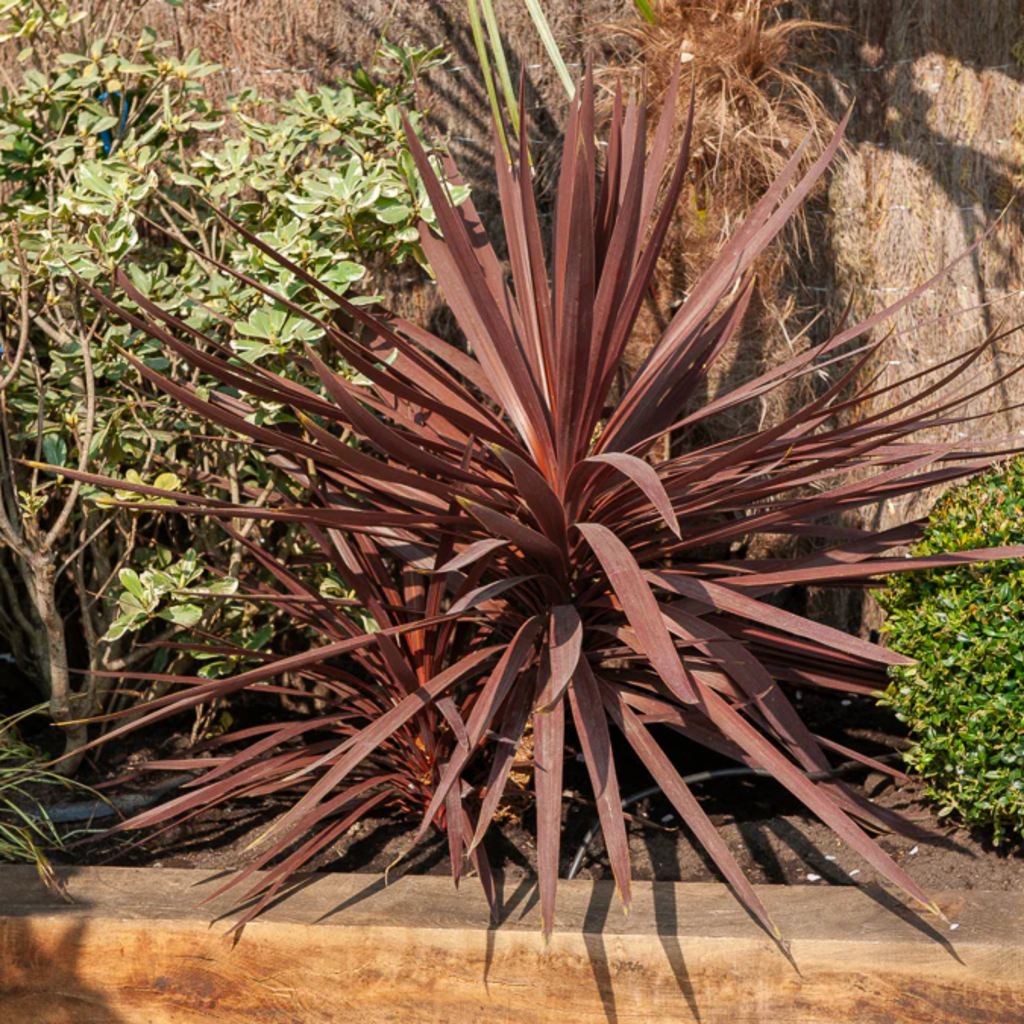 Purple foliage plant on a wooden surface with a natural background