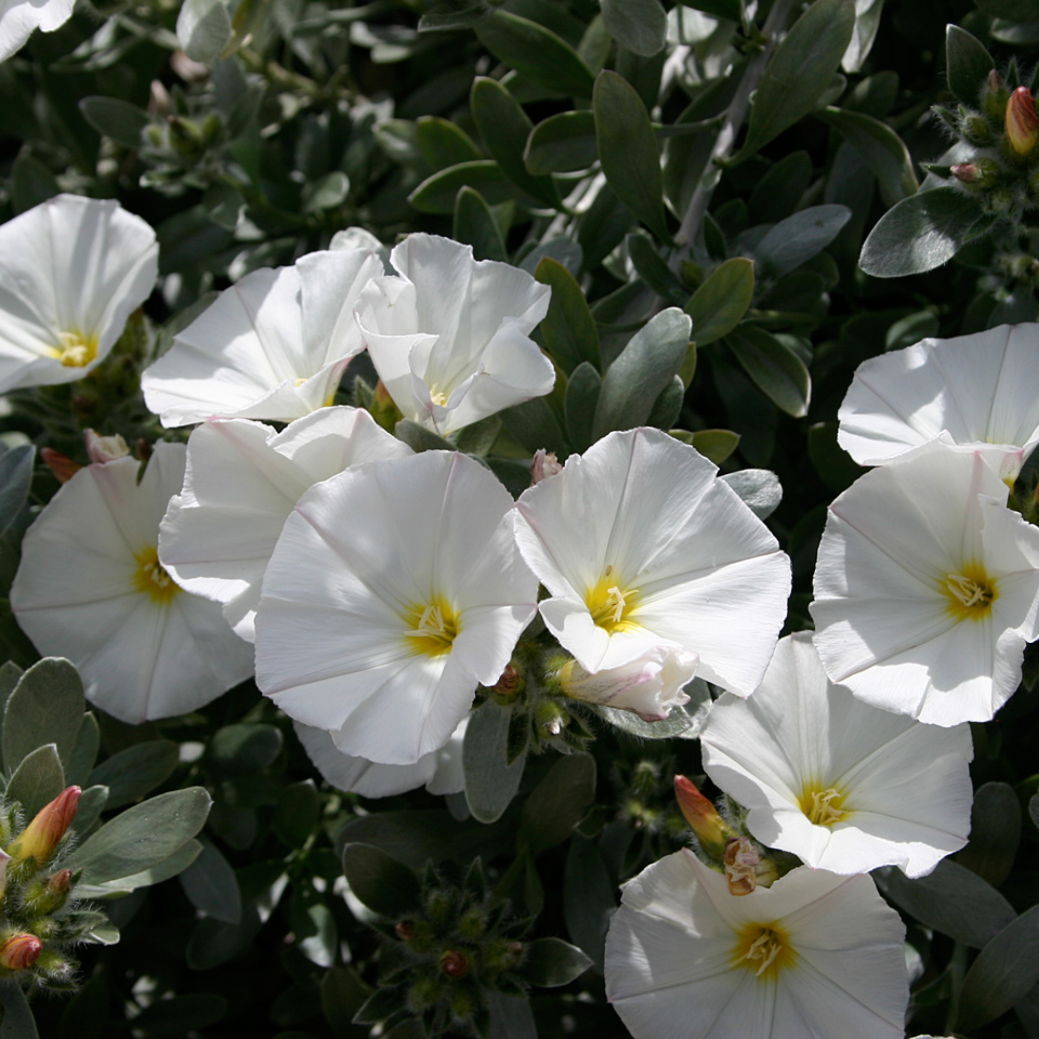 Silver Bush - Convolvulus cneorum