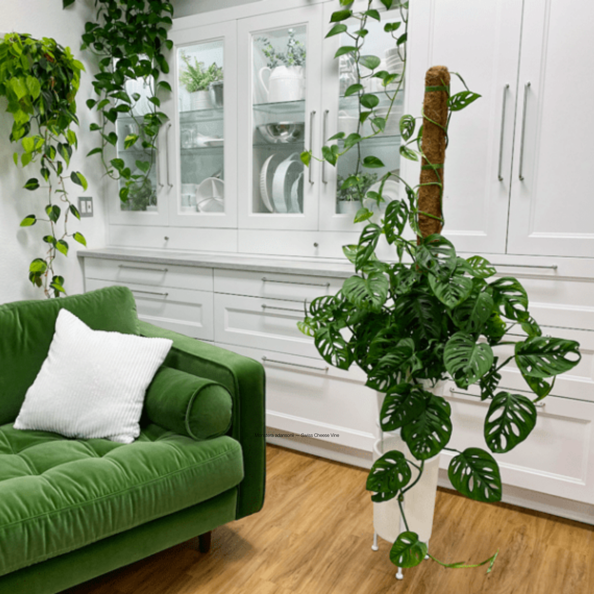 Swiss Cheese Vine - Monstera adansonii