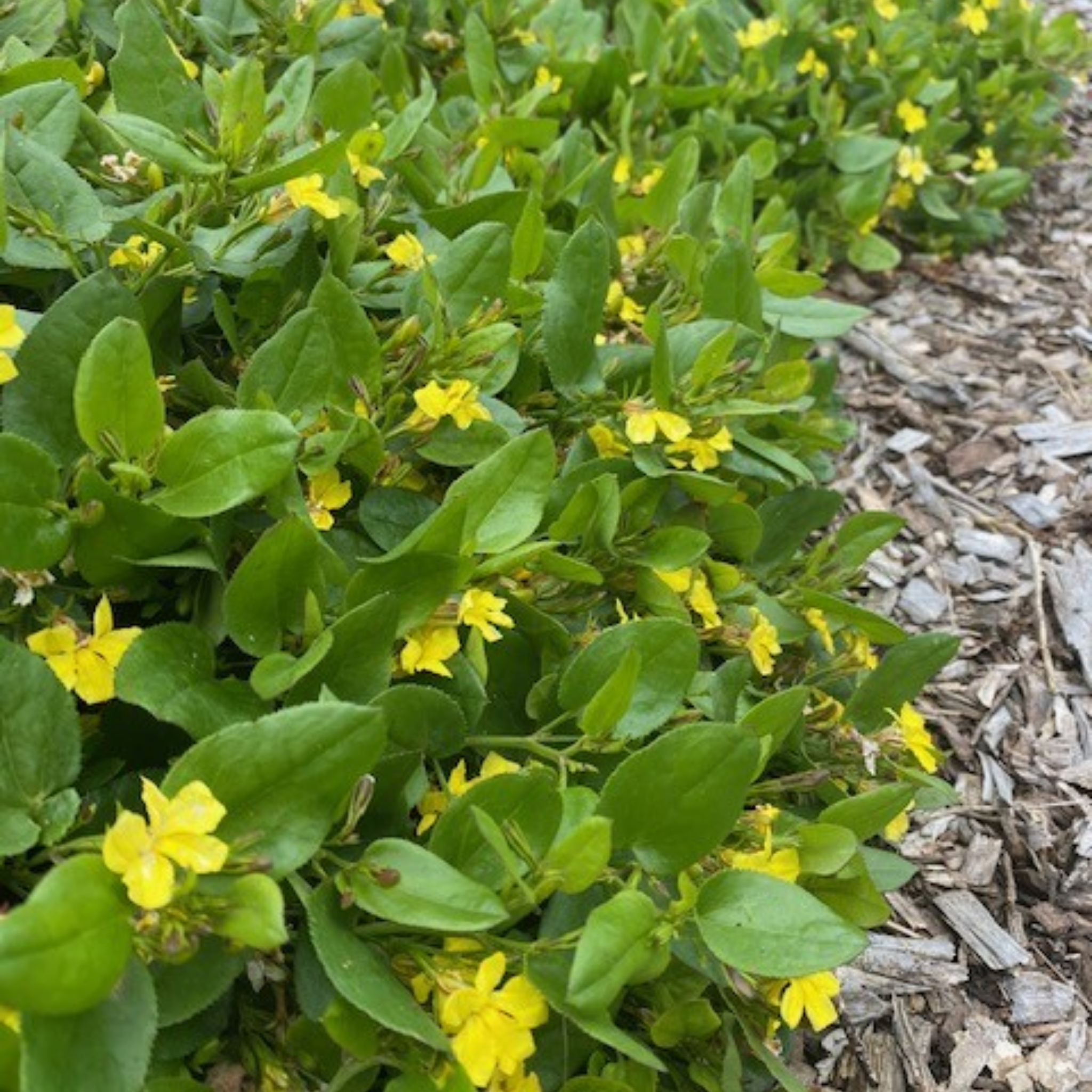 Hop Goodenia - Goodenia ovata