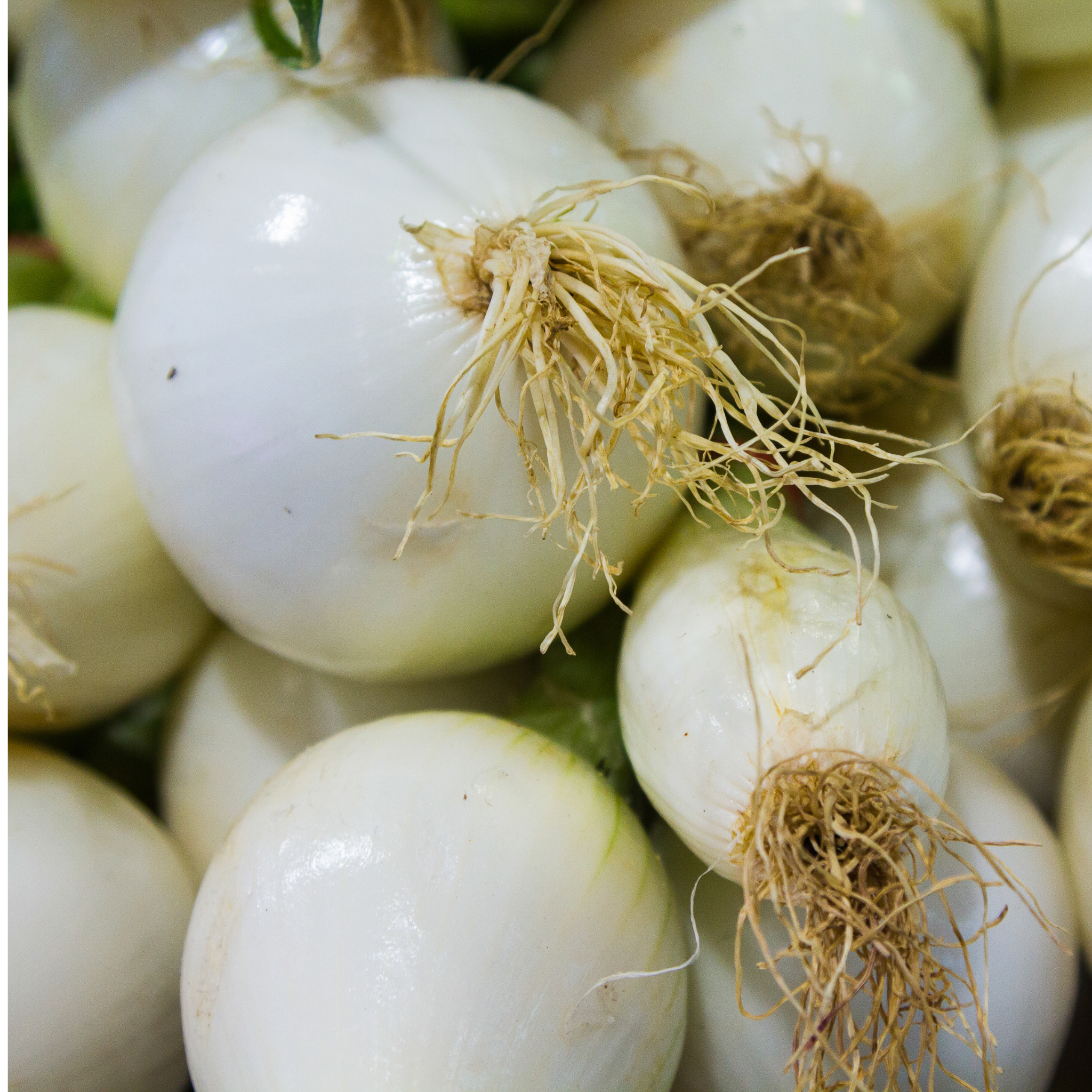 Common Onion - Allium cepa