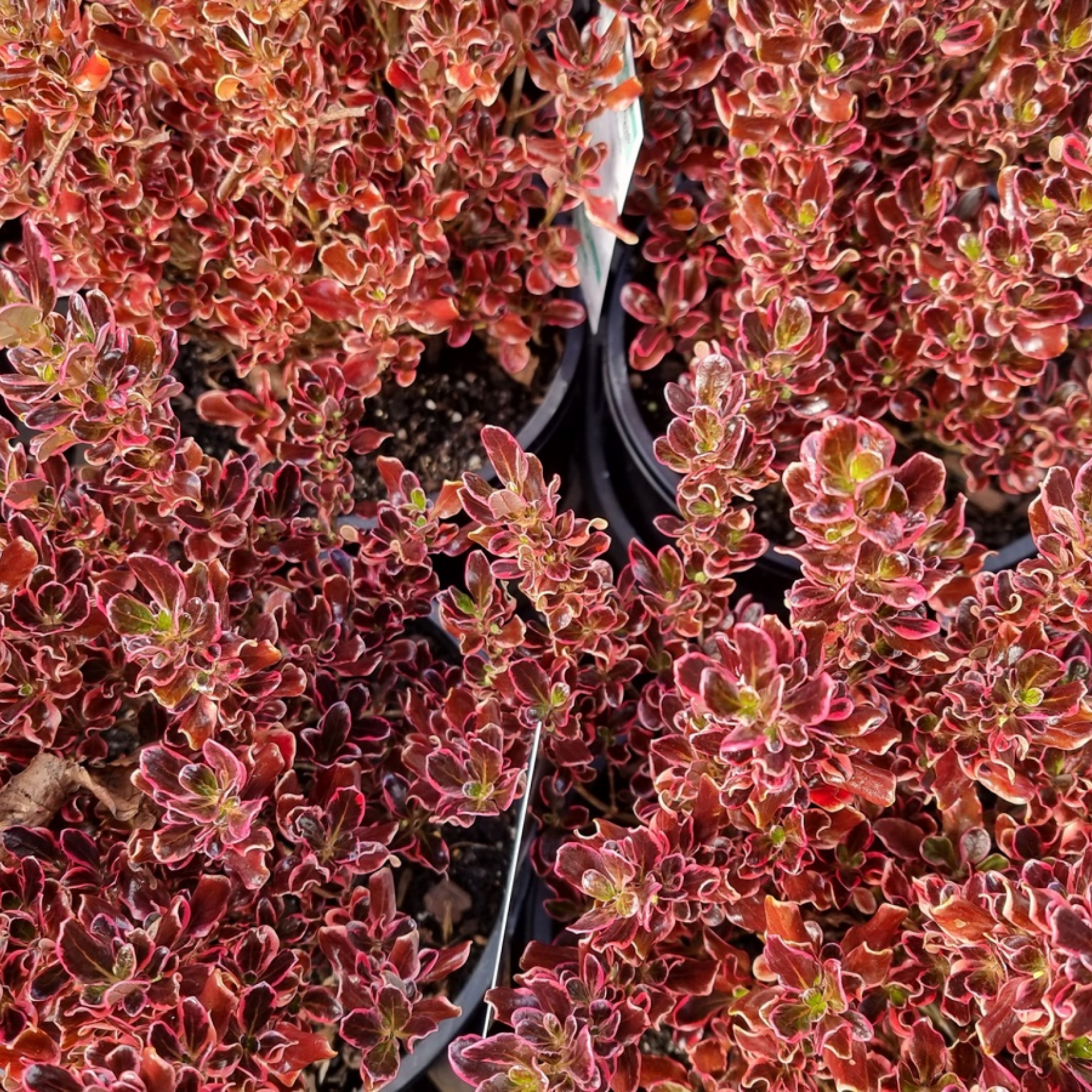 Mirror Bush Pacific Sunrise - Coprosma repens 'Pacific Sunrise'