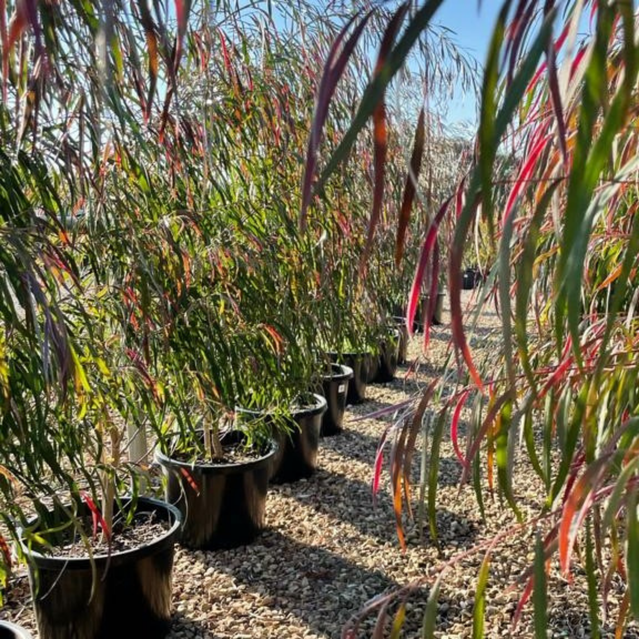 Row of potted plants with long, colorful leaves in a garden setting.