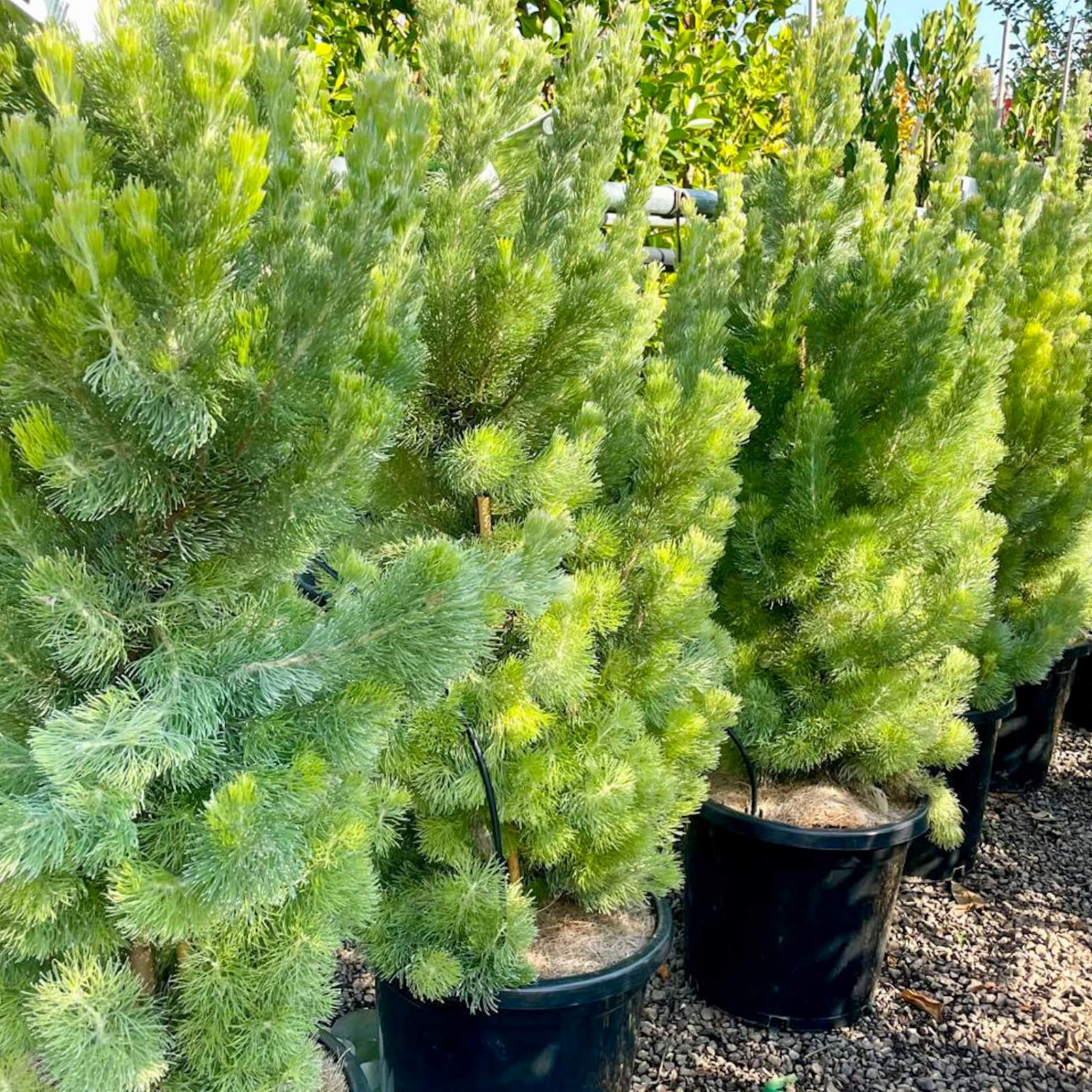 Potted conifer trees in a nursery setting