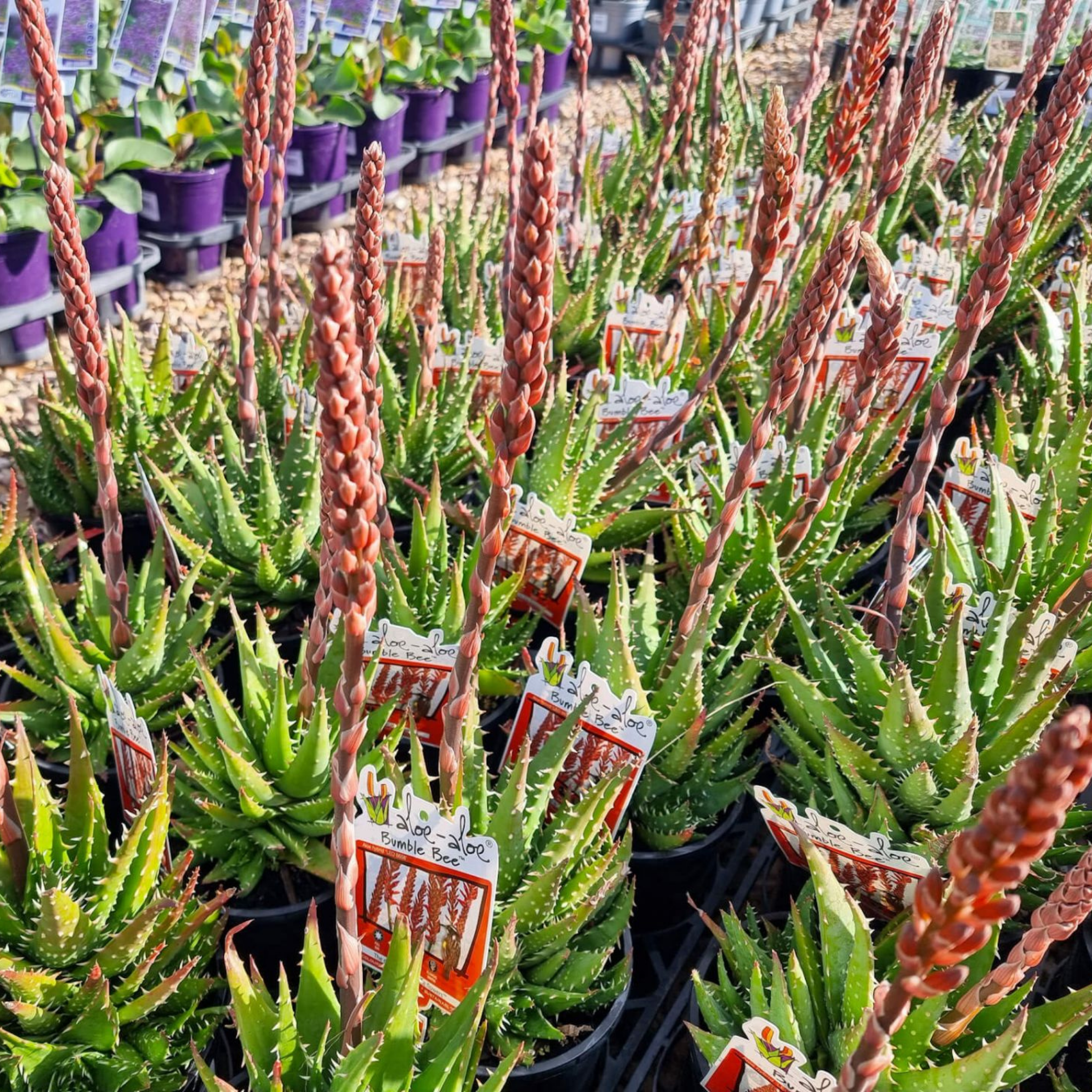 Aloe hybrida Bumble Bee