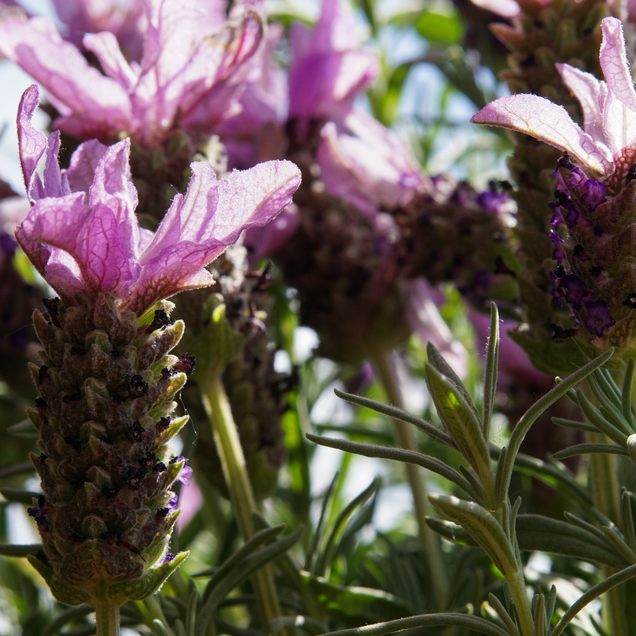 Pink Queen Lavender - Lavandula pedunculata Pink Queen