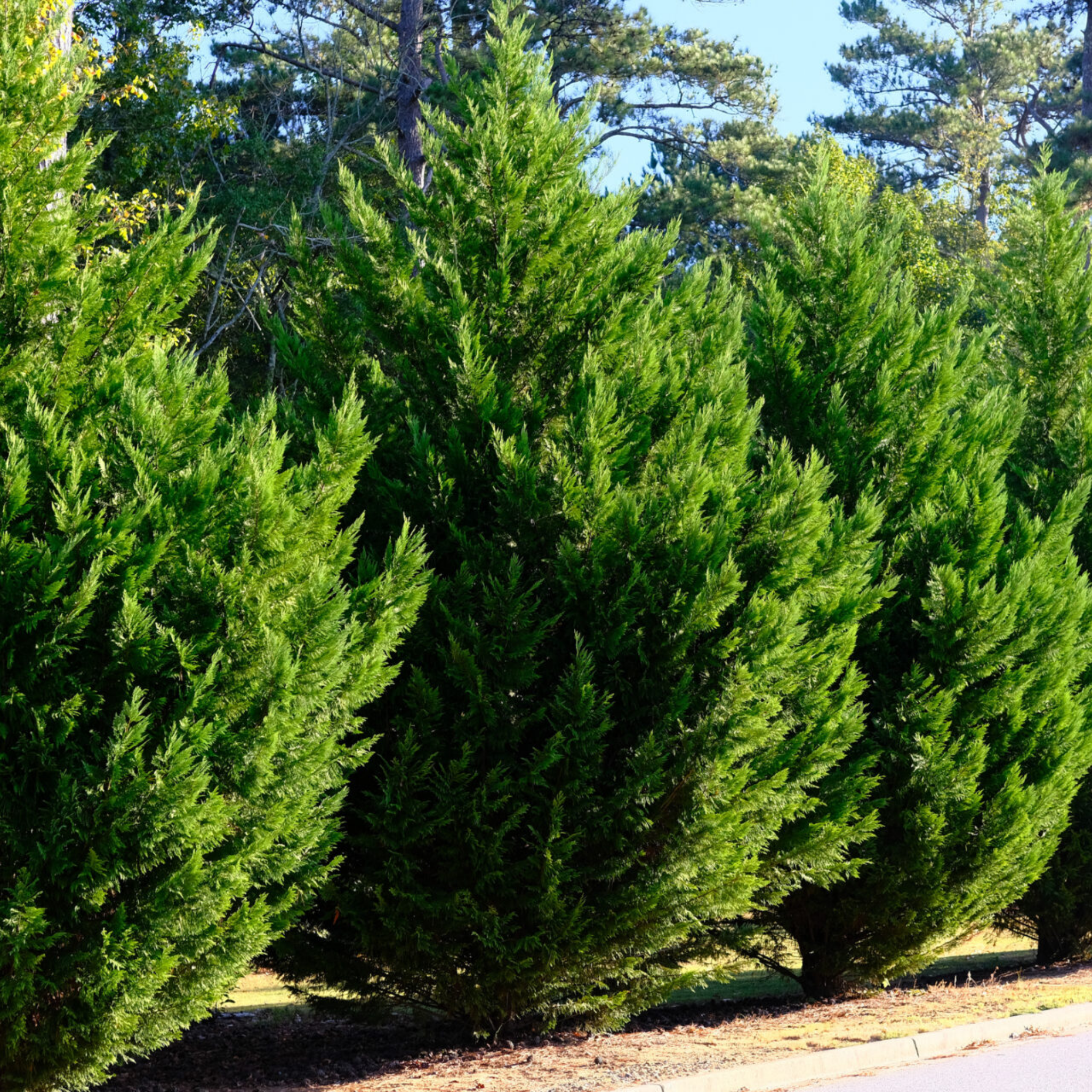 Row of green shrubs with a clear blue sky in the background