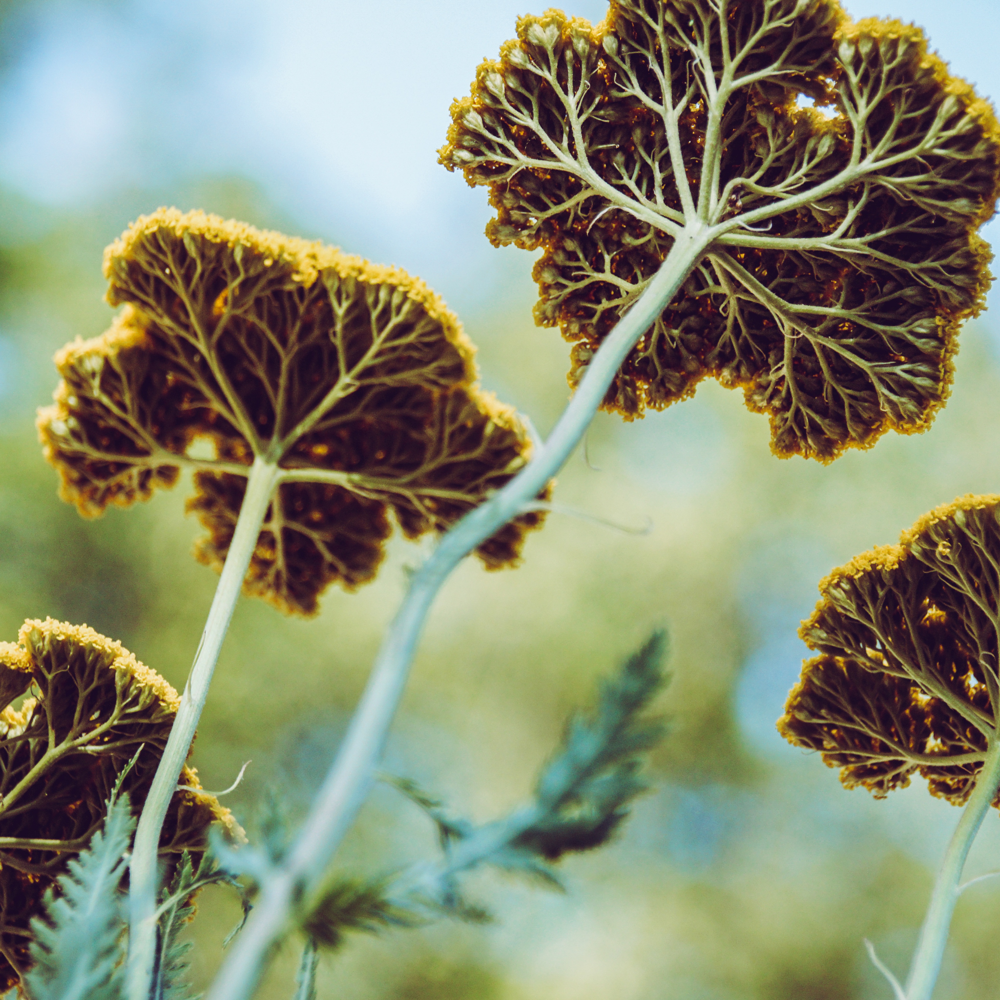 Ornamental Yarrow - Achillea clypeolata