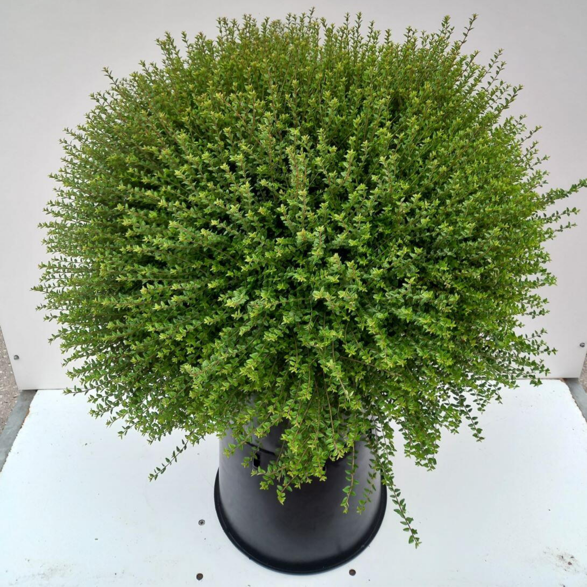 Boxleaf Honeysuckle - Lonicera nitida