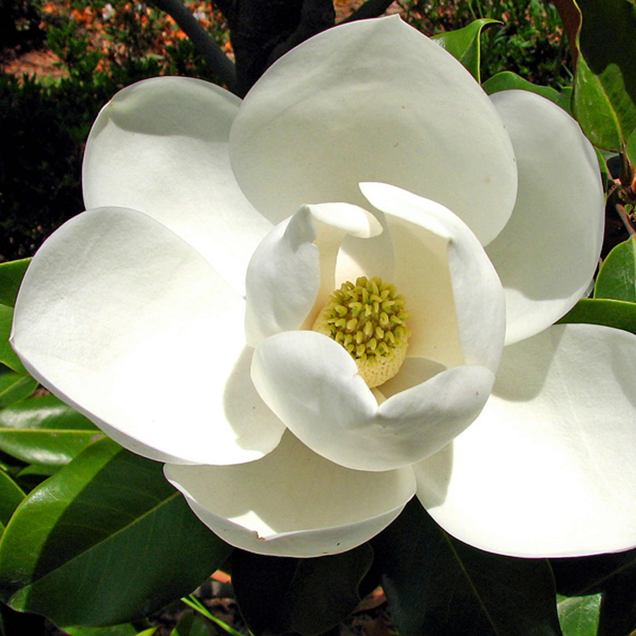 Fairy Cream Magnolia - Magnolia hybrida Fairy Cream
