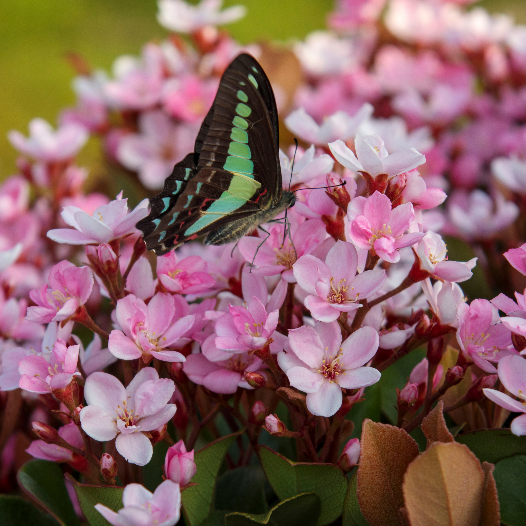 Indian hawthorn - Rhaphiolepis indica