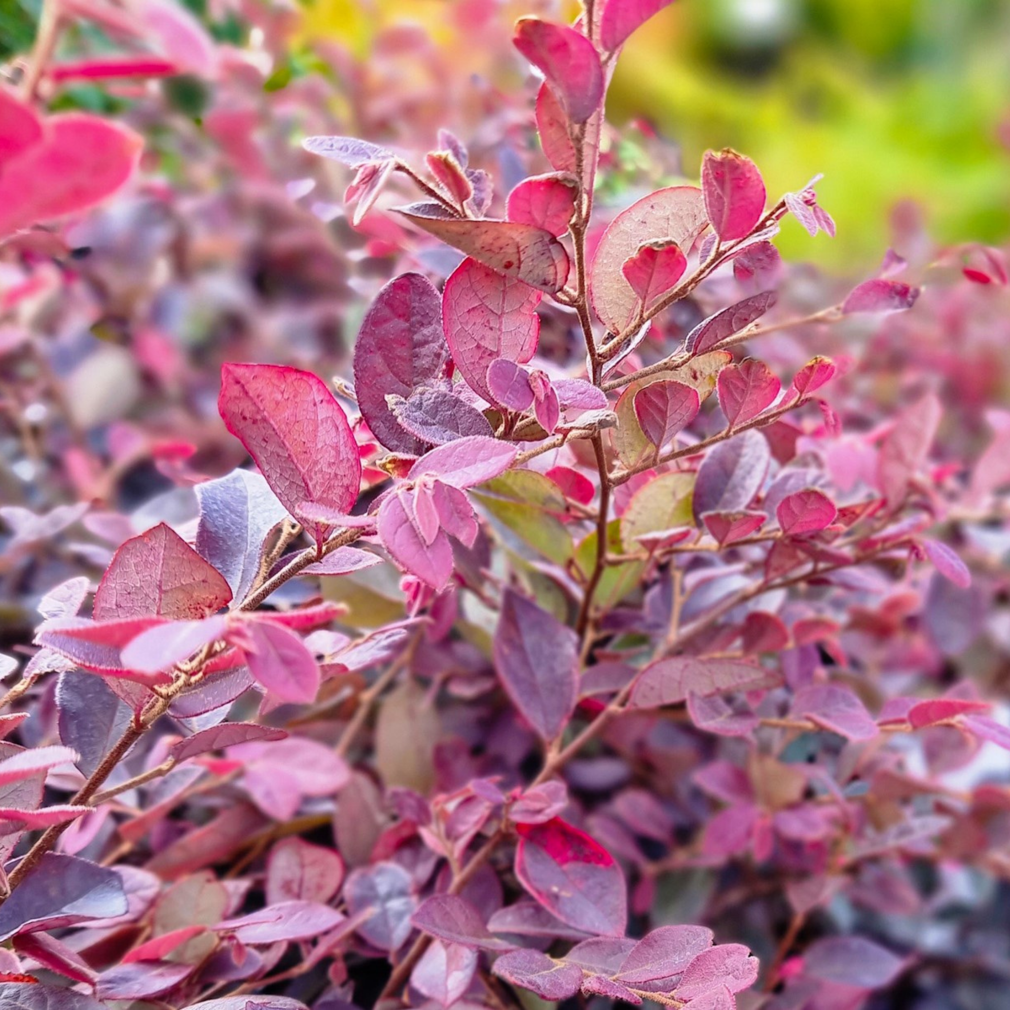 Chinese pink fringe flower - Loropetalum chinense rubrum 'China Pink'