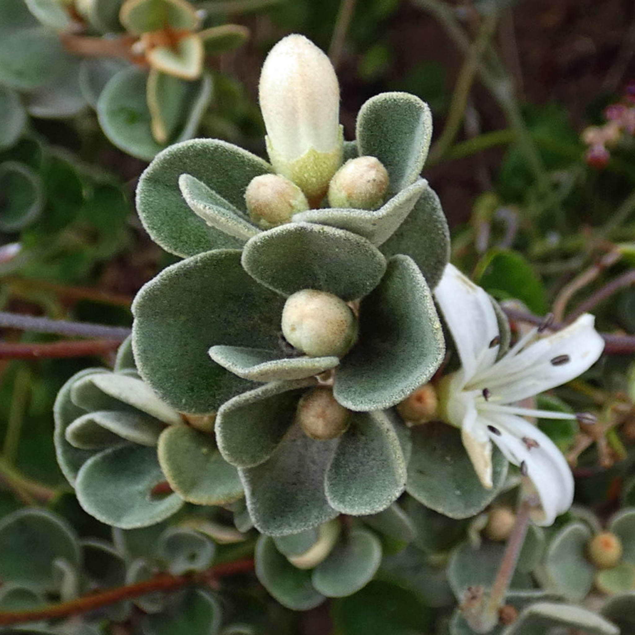 White Correa - Correa alba