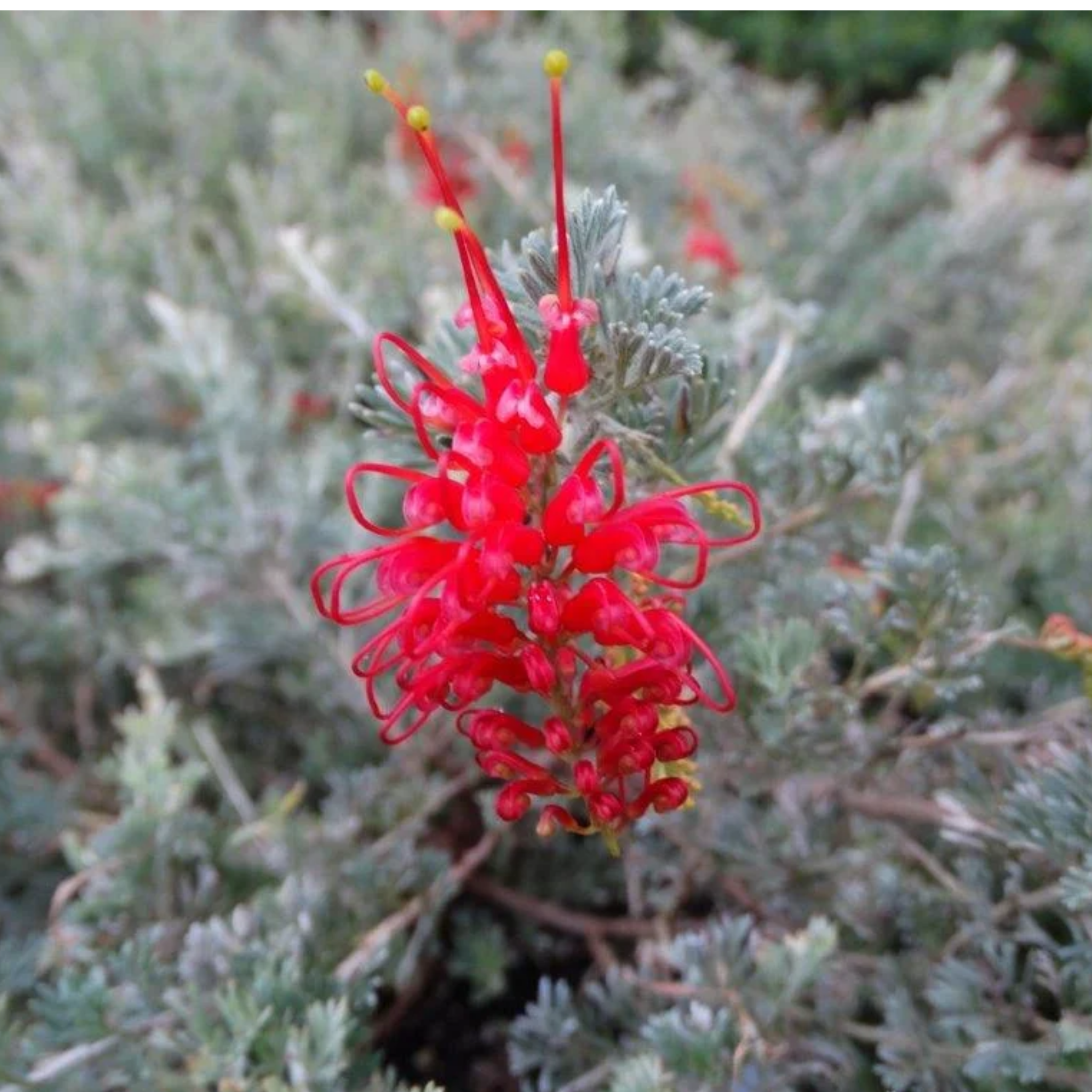 Grevillea preissii Seaspray