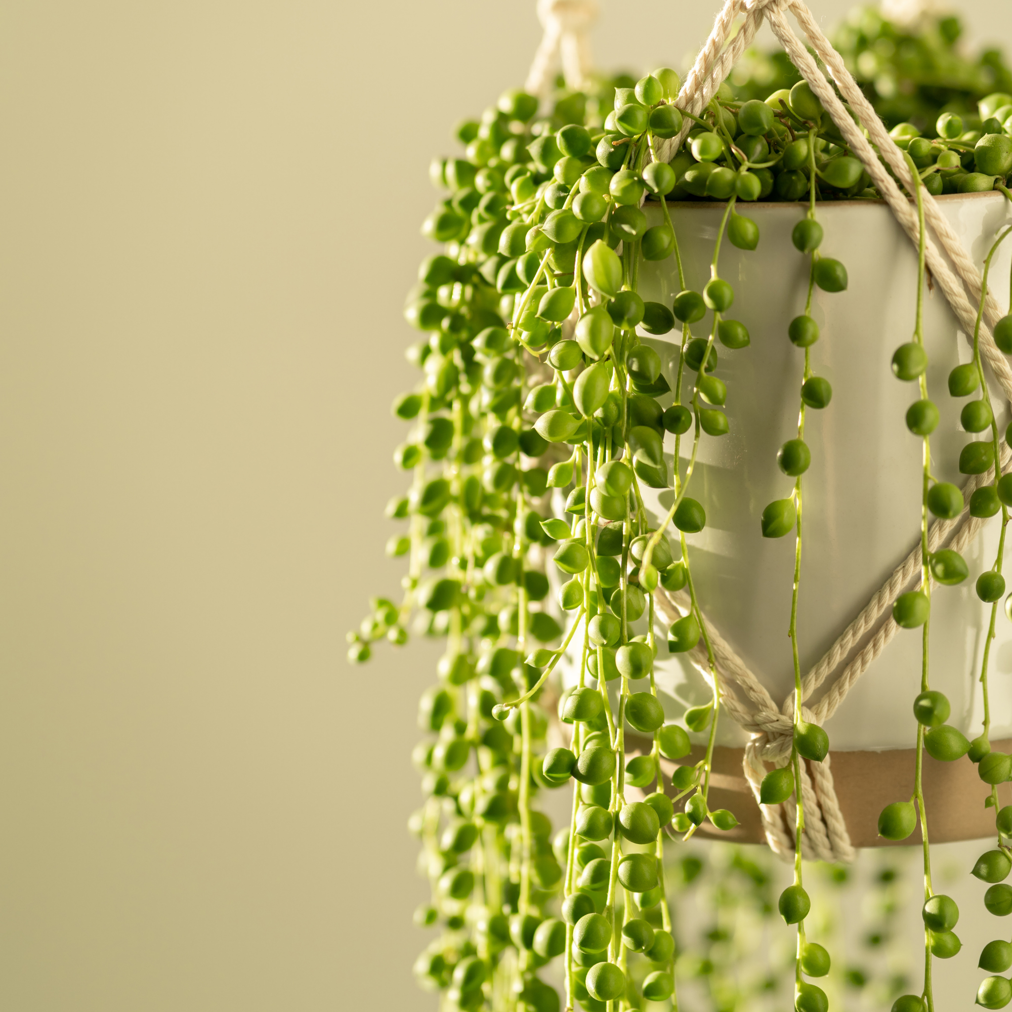String of Pearls - Senecio rowleyanus String of Beads Succulent