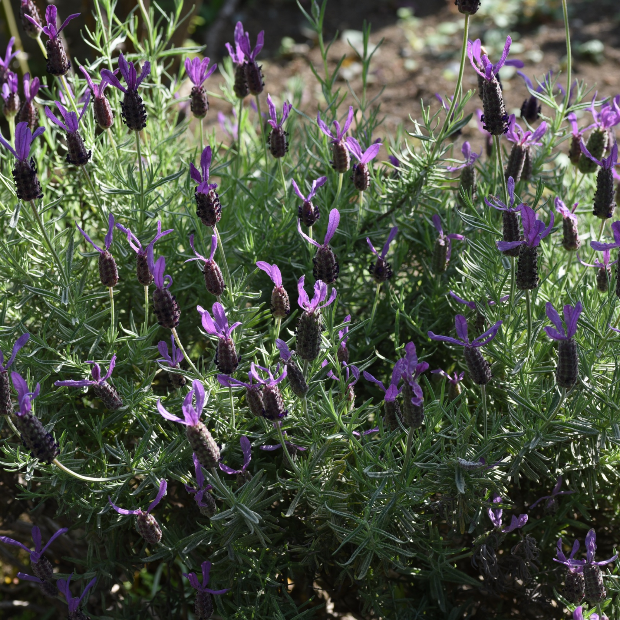 Spanish Lavender - Lavandula stoechas Avonview
