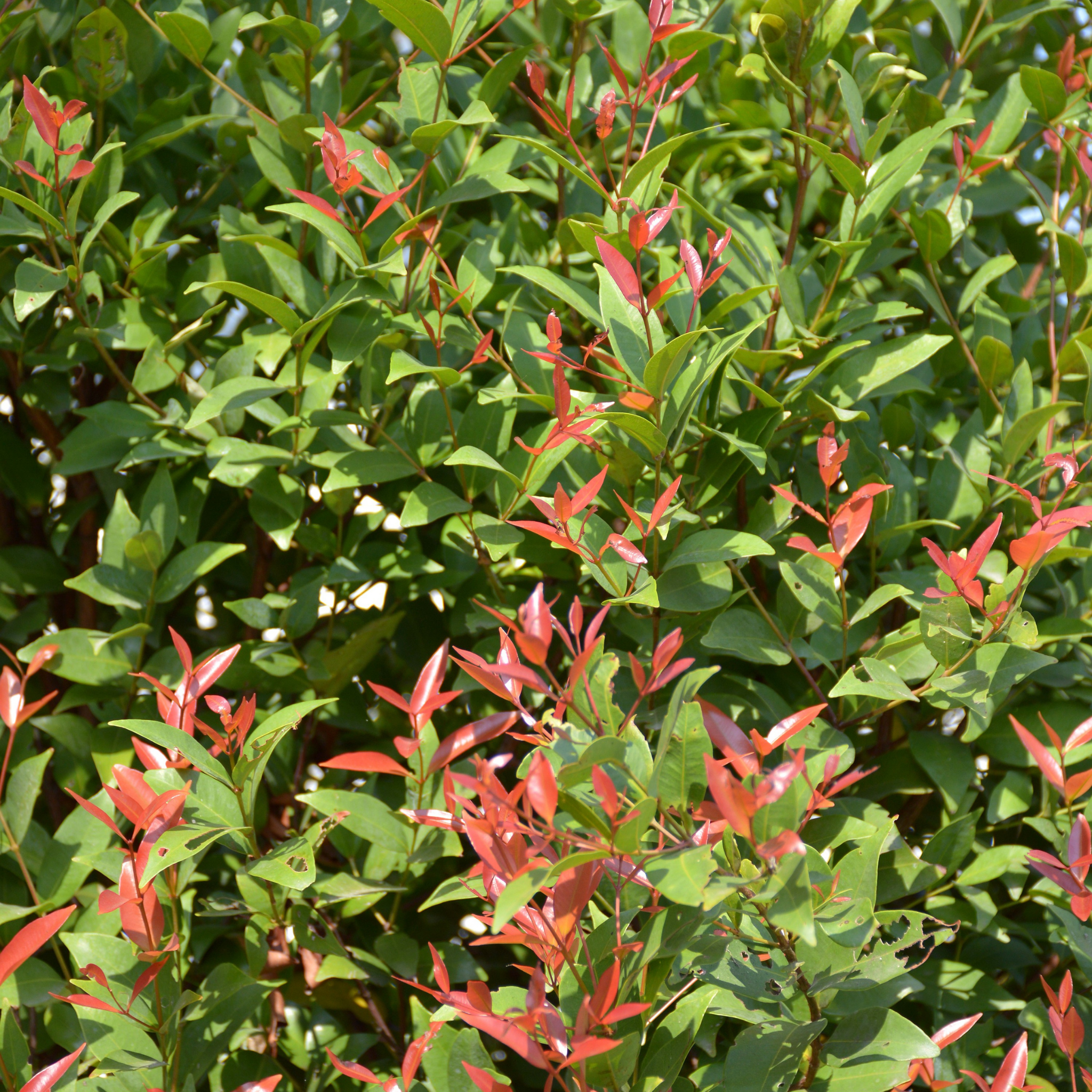 Lilly Pilly Up and Away - Syzygium australe Up And Away
