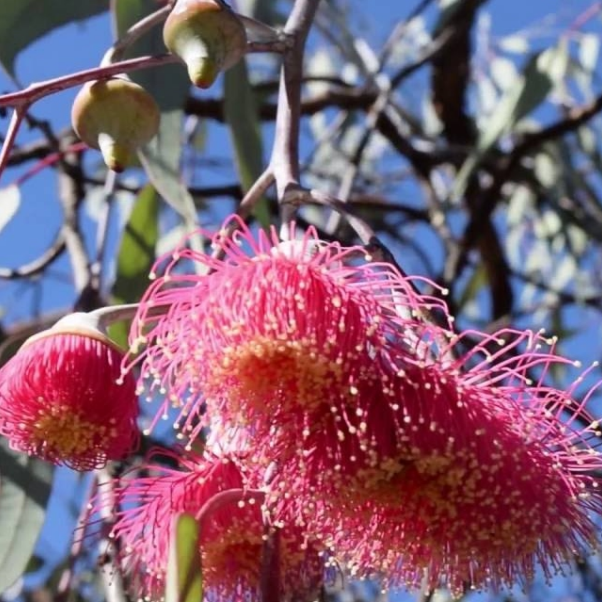 Eucalyptus Silver Princess Gum - Eucalyptus caesia Silver Princess