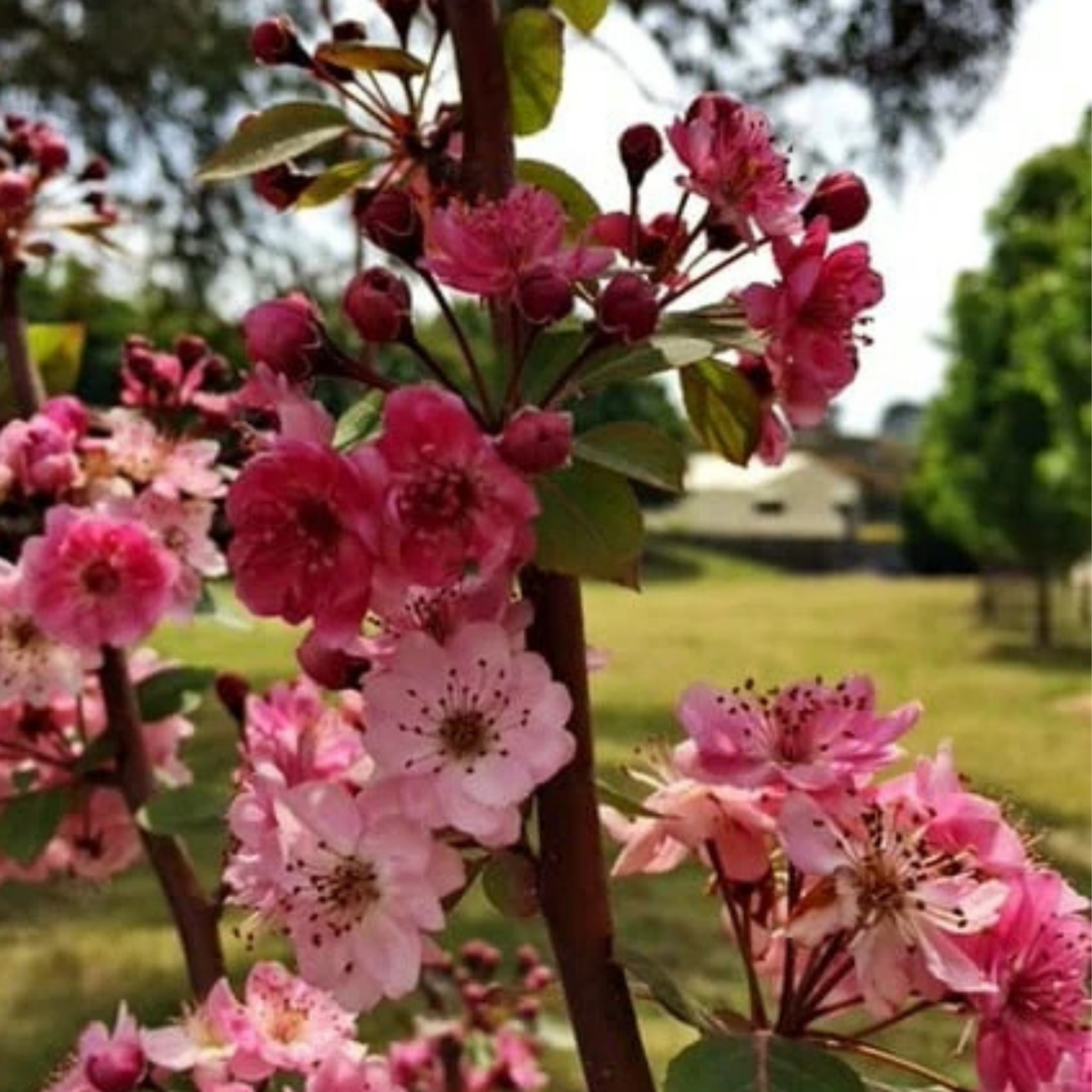 Yunnan Crabapple - Malus yunnanensis Wychwood Ruby PBR