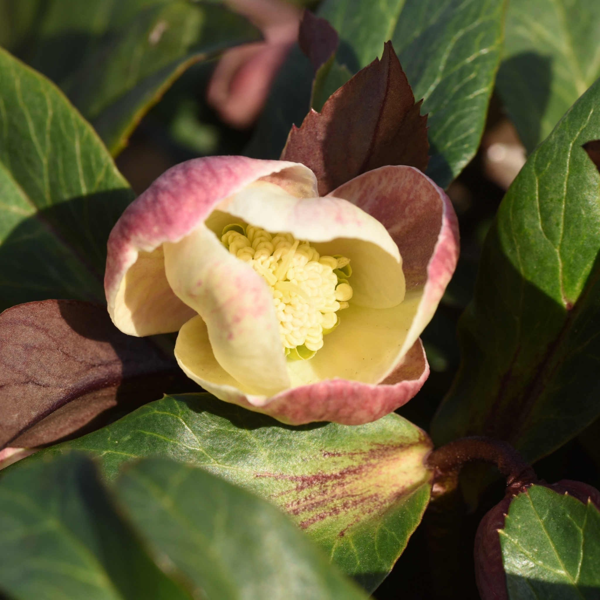 Winter Rose Moondance - Helleborus hybrida Moondance PBR