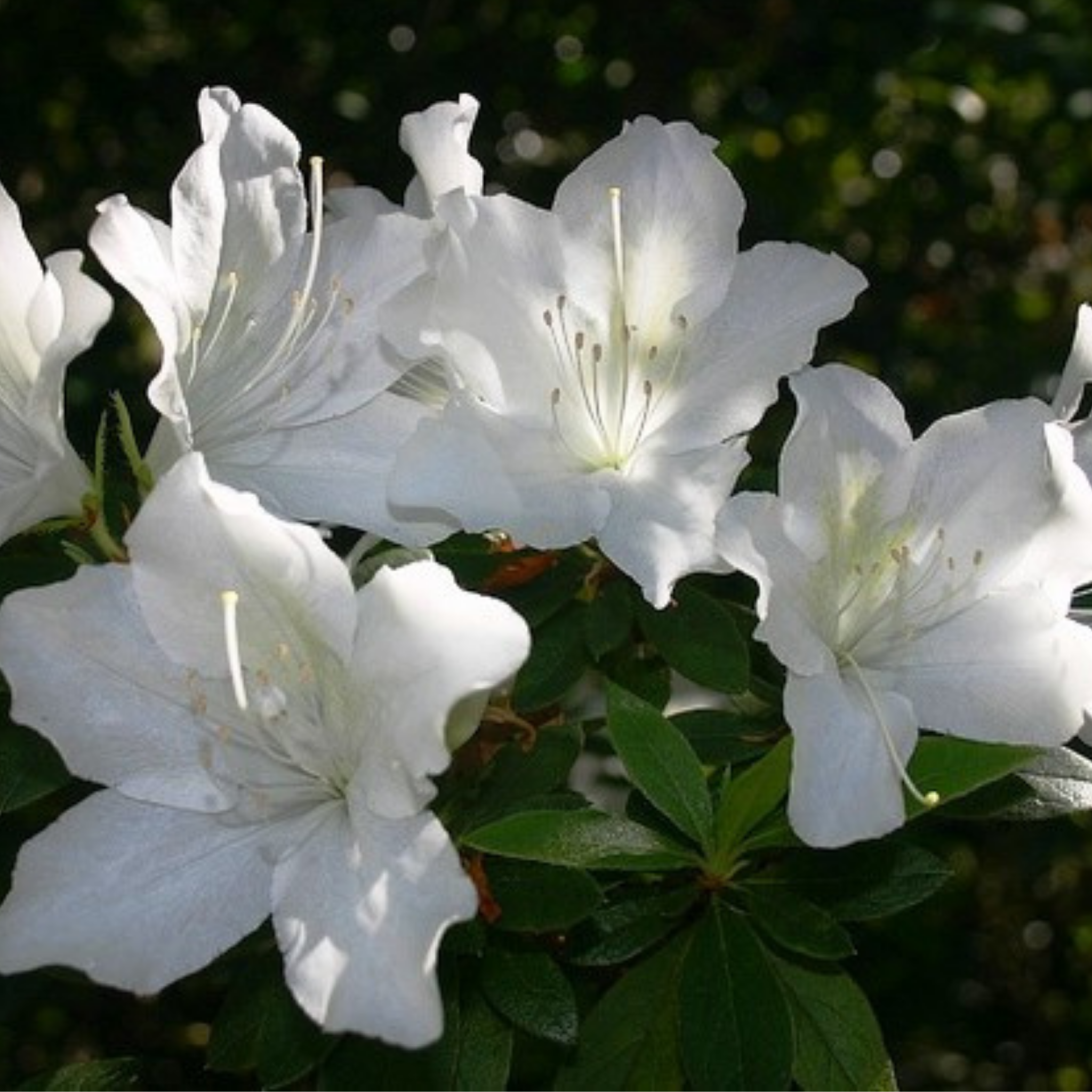 Close-up of white flowers with green leaves on a blurred natural background