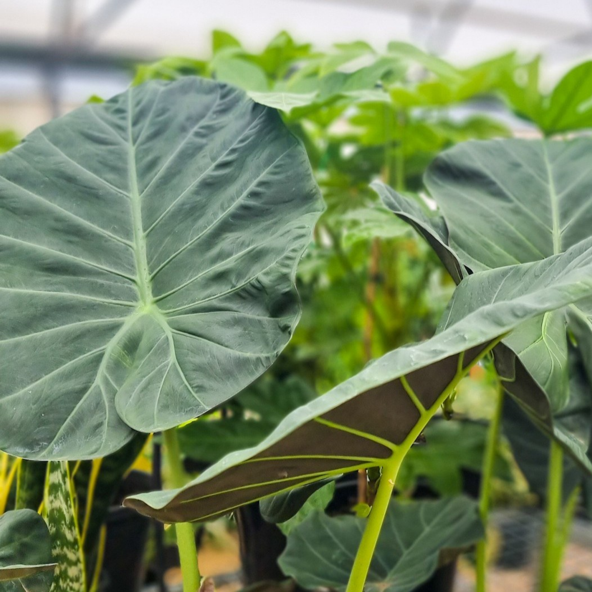 Large Elephants Ear - Alocasia hybrida Regal Shield