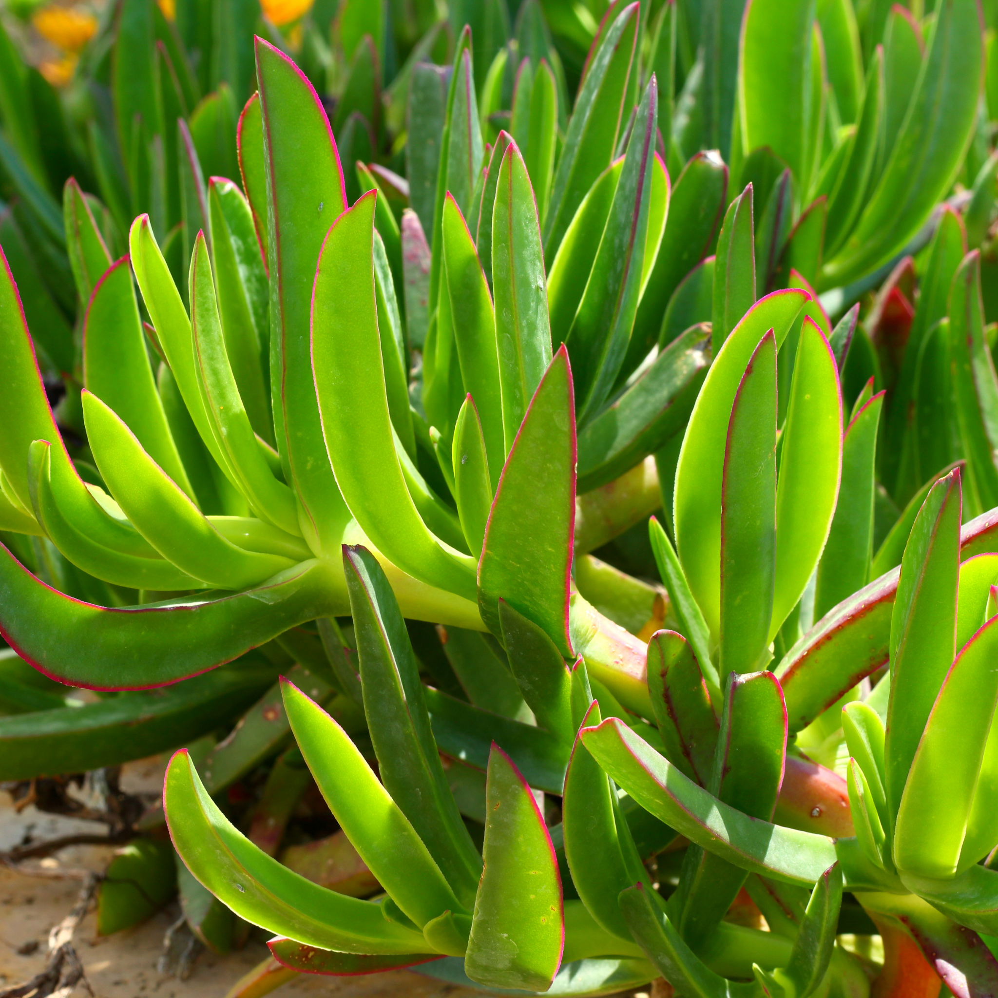 Native Pigface - Carpobrotus rossii