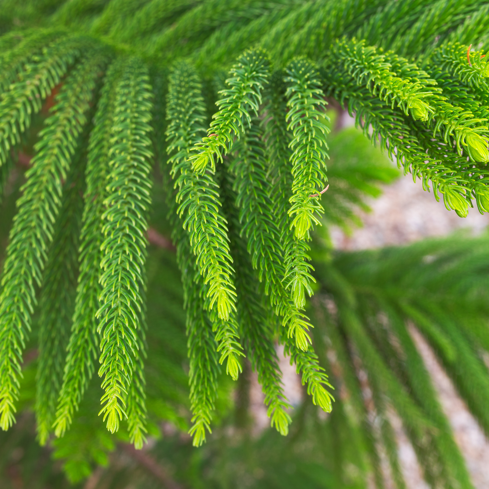 Hawaiian Norfolk Island Pine - Araucaria heterophylla
