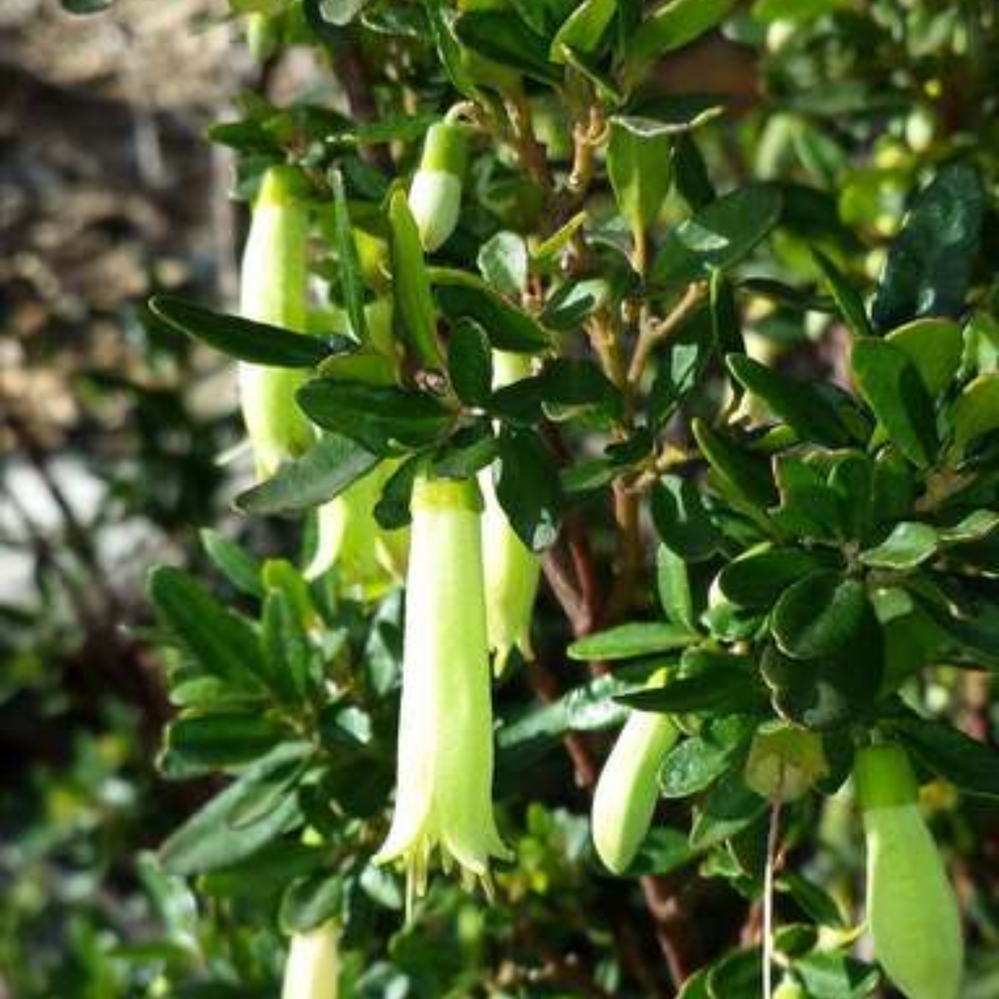 Rock Correa Coliban River - Correa glabra 'Coliban River'