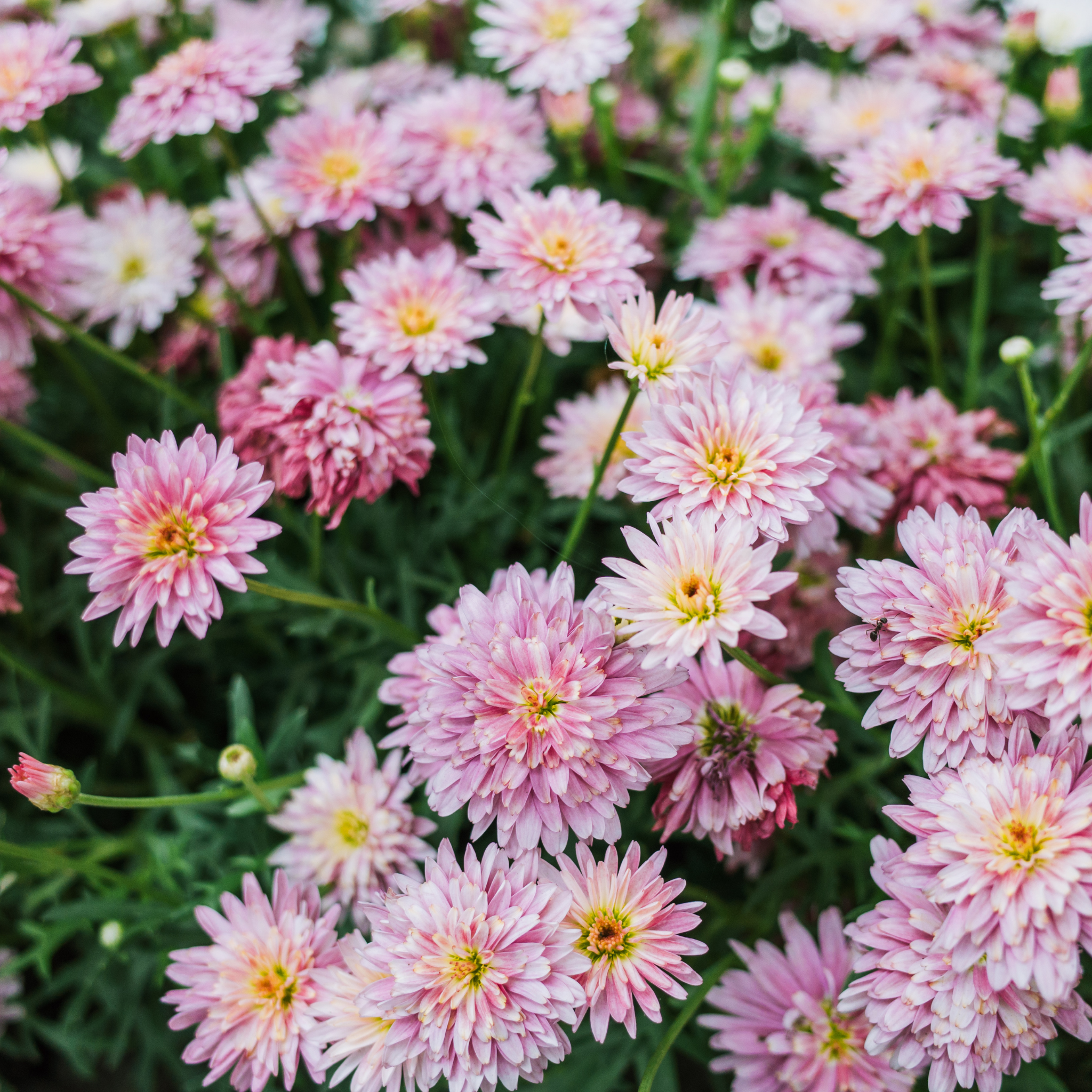 Marguerite Daisy Honeybees Spider Pink - Argyranthemum hybrida 'Honeybees Spider Pink'