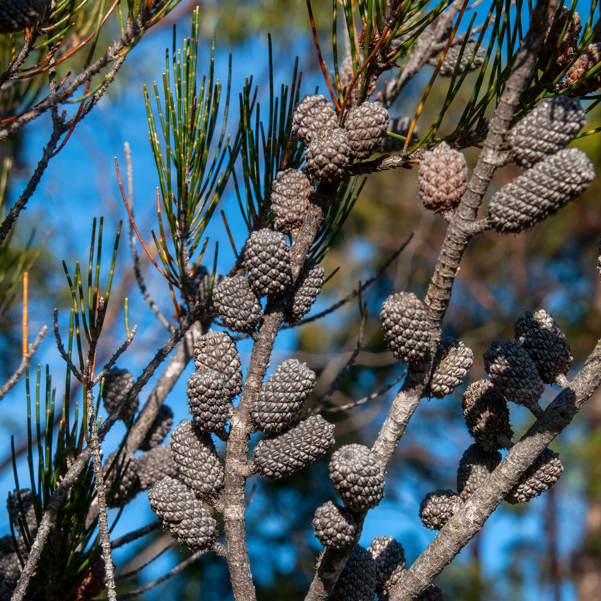 Cones on a tree branch with a blurred blue sky background