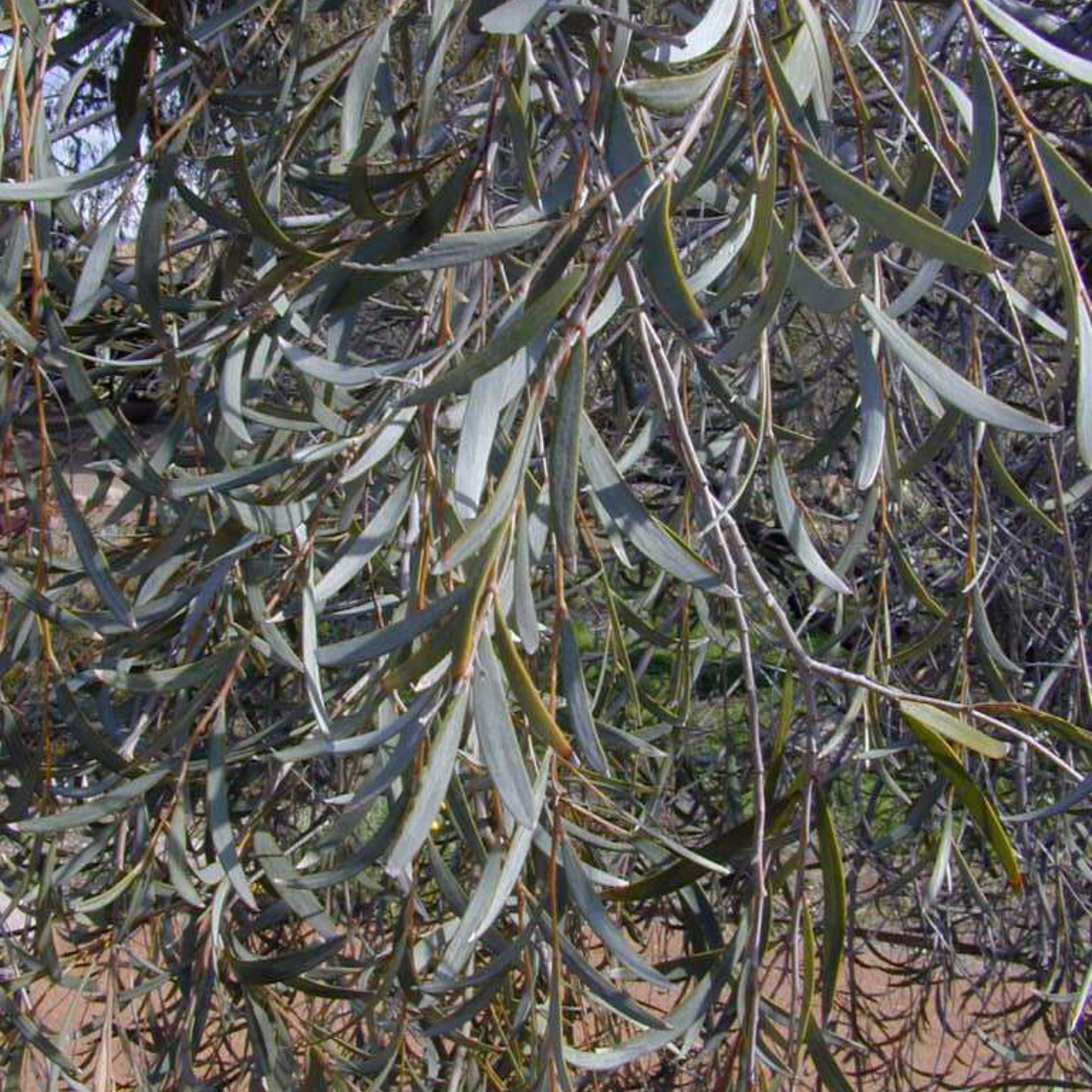 Close-up of green leaves on a tree branch