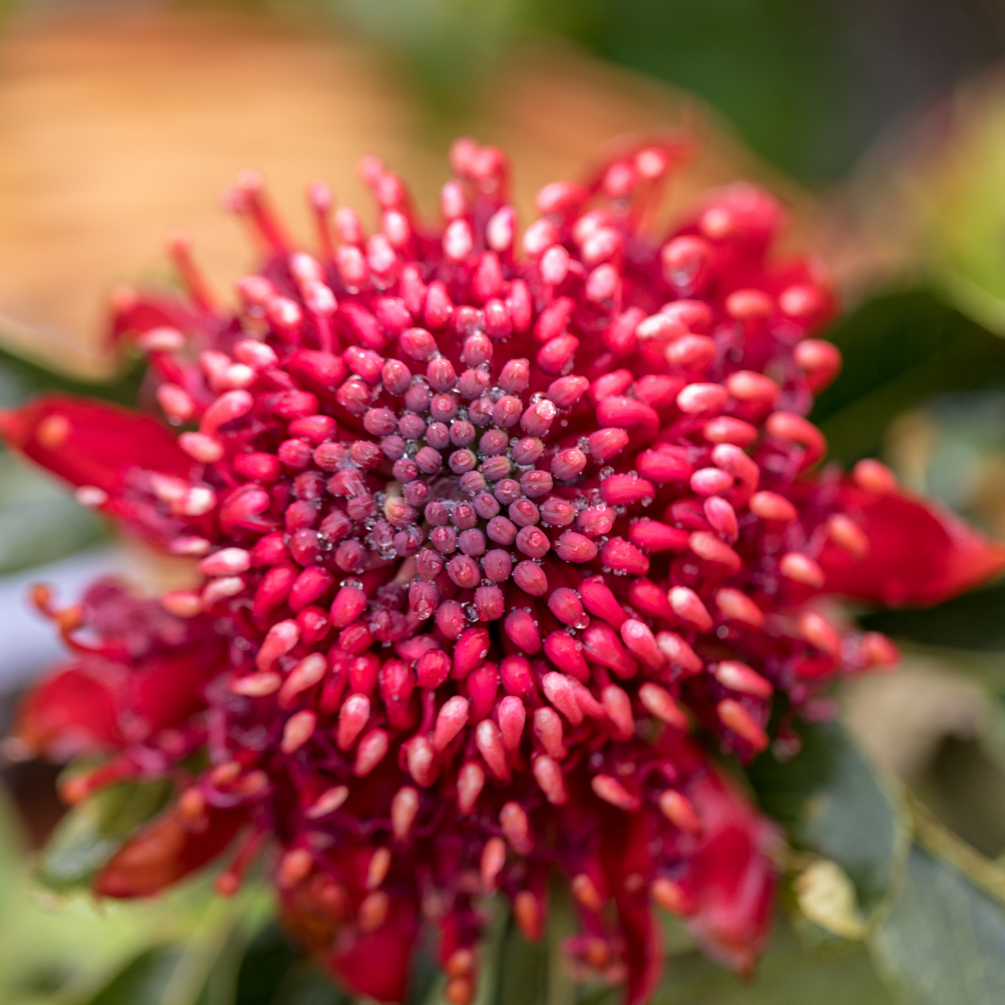 Waratah 'Shady Lady Crimson' - Telopea speciosissima oreades Shady Lady Crimson