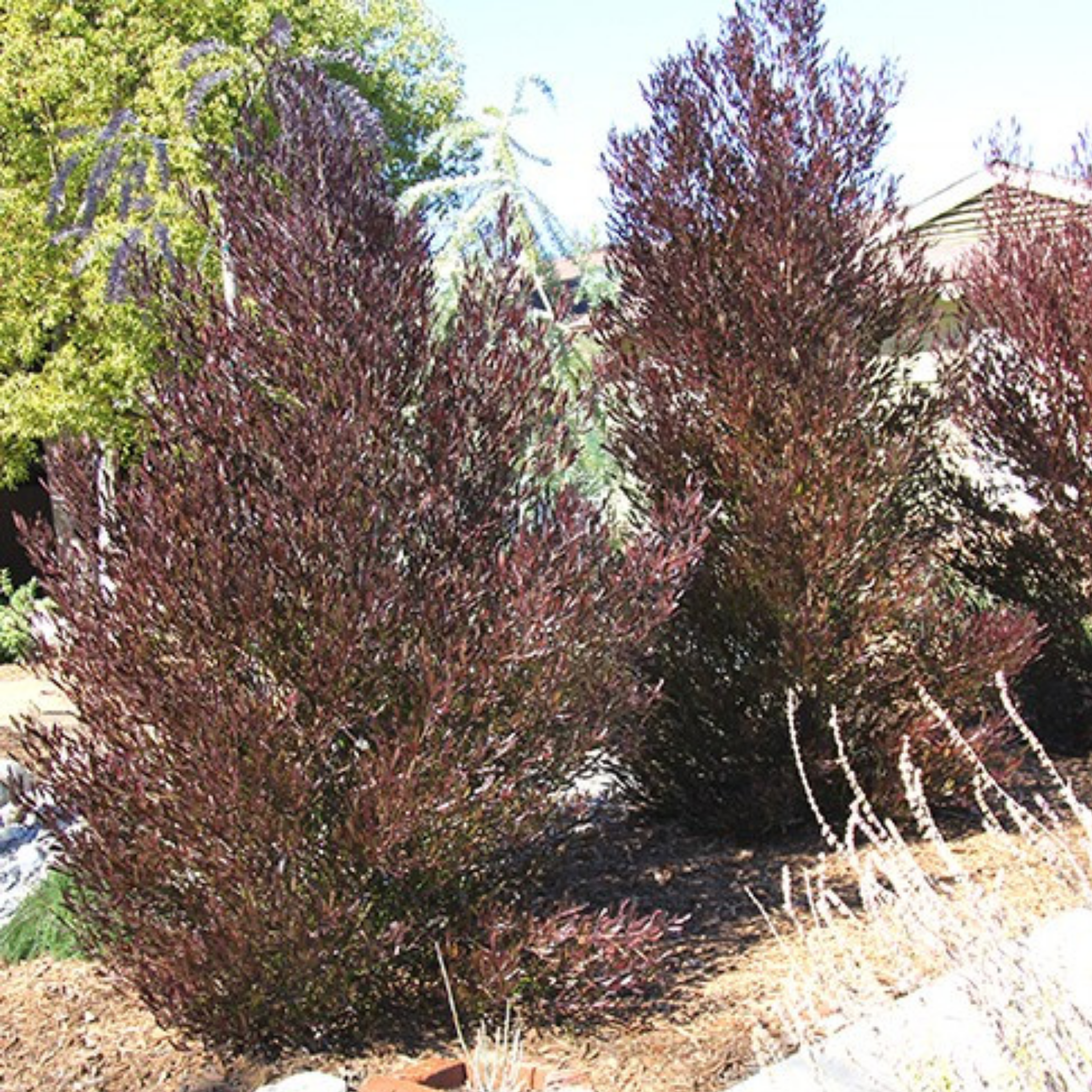 Purple Hop Bush - Dodonaea viscosa Purpurea