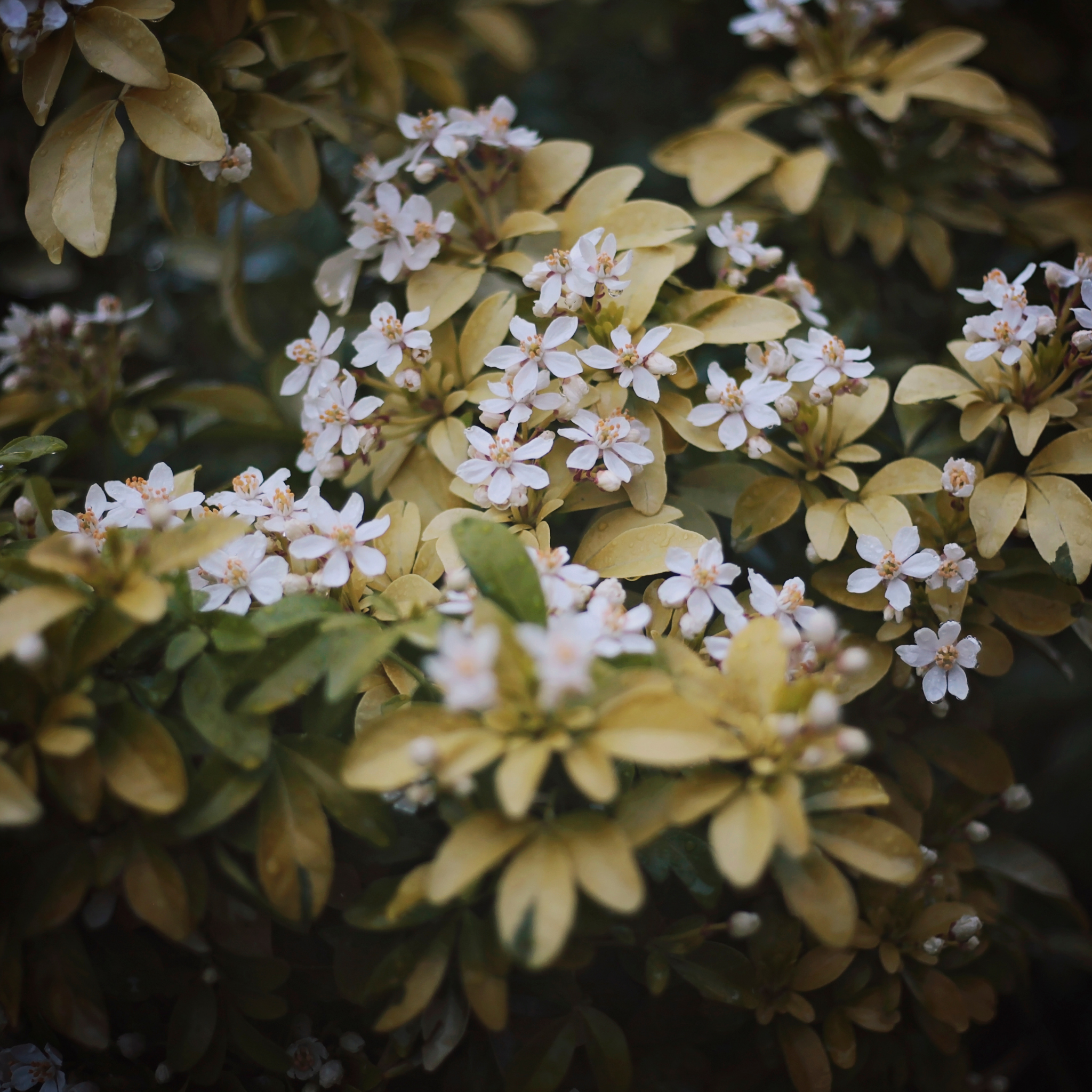 Mexican Orange Blossom - Choisya ternata