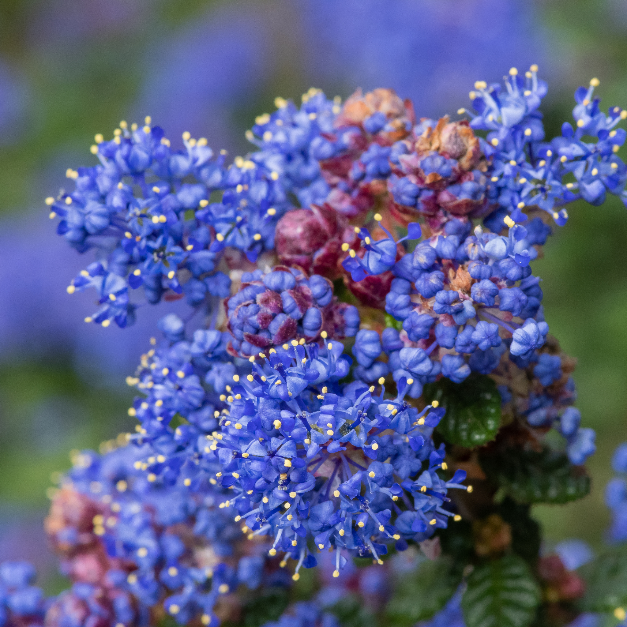 California Lilac - Ceanothus griseus horizontalis Yankee Point