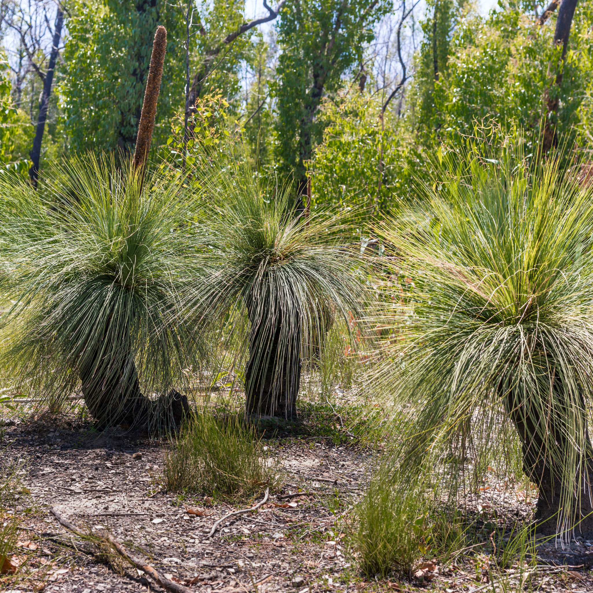 Johnson Grass Tree - Xanthorrhoea johnsonii