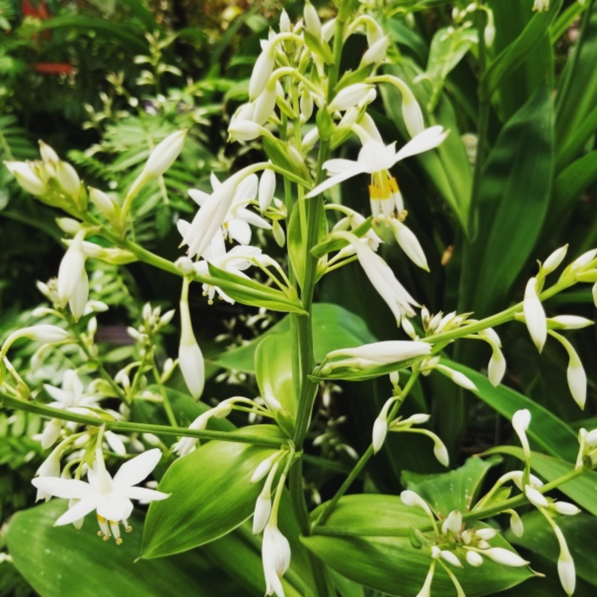 New Zealand Rock Lily 'Matapouri Bay' - Arthropodium cirratum