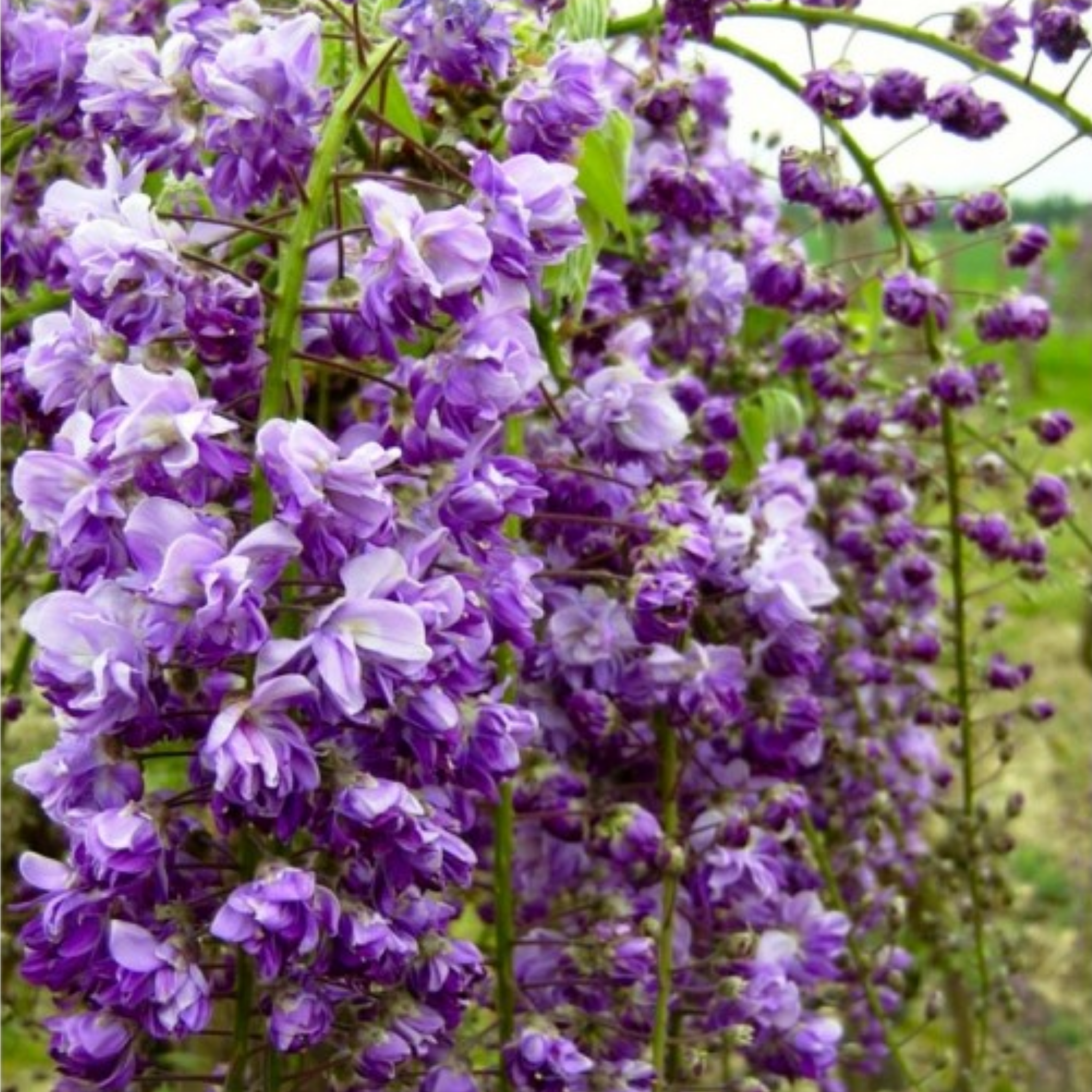 Double Purple Japanese Wisteria - Wisteria floribunda Violacea Plena