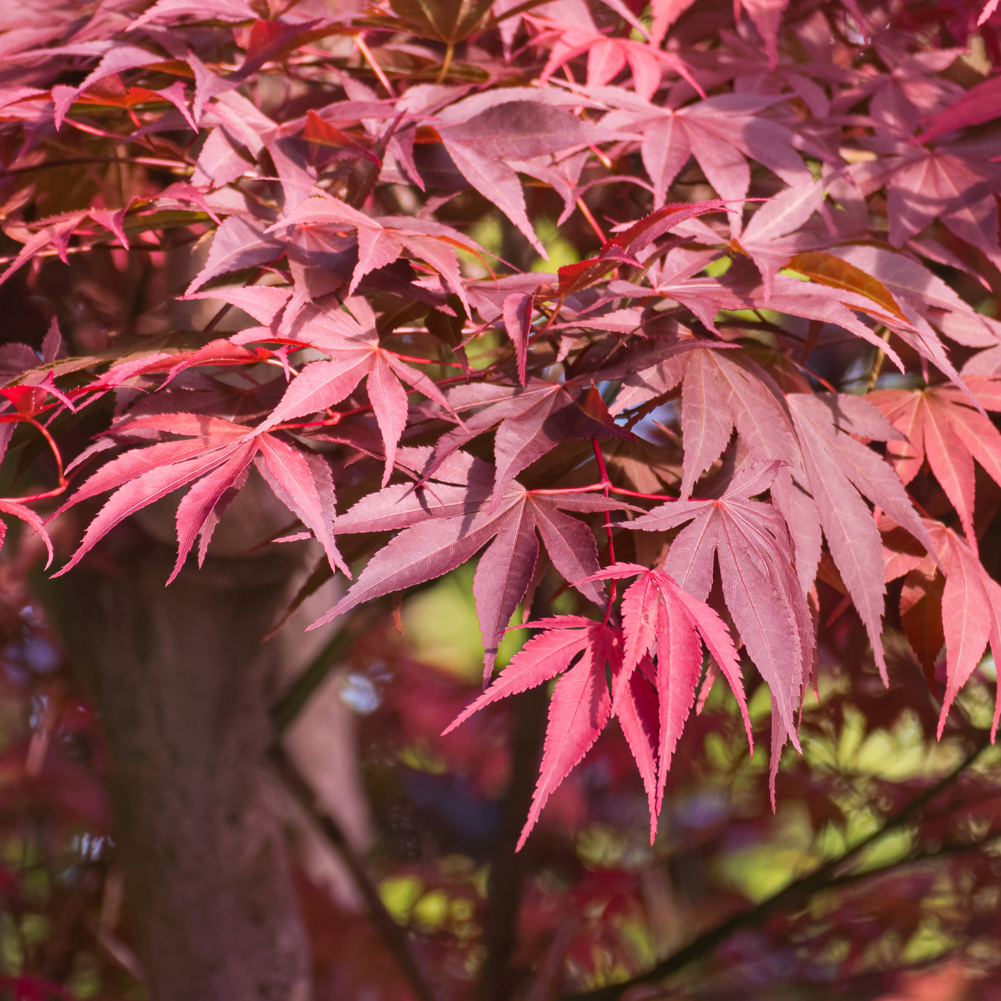 Close-up of vibrant red and pink maple leaves