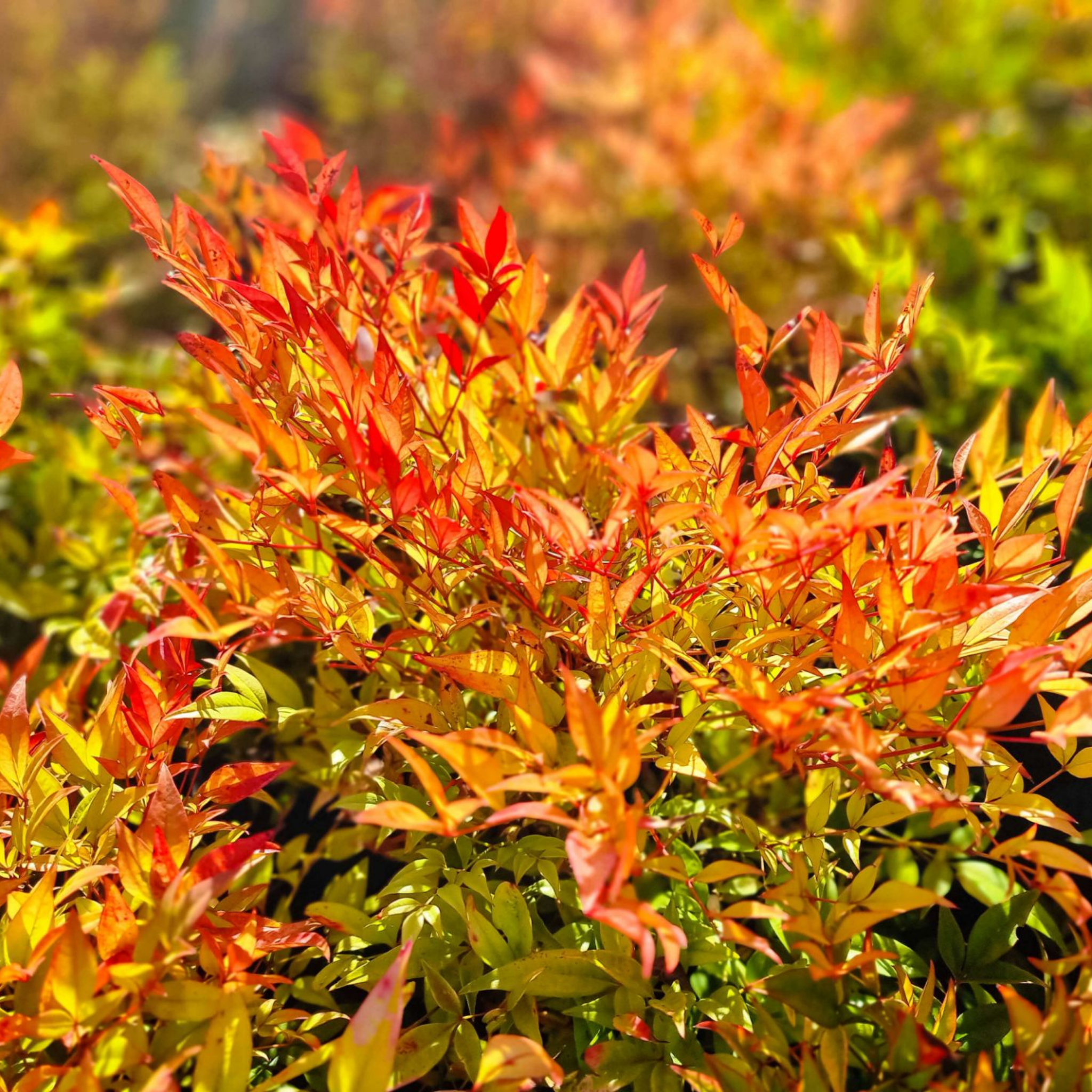 Moon Bay Heavenly Bamboo - Nandina domestica Moon Bay
