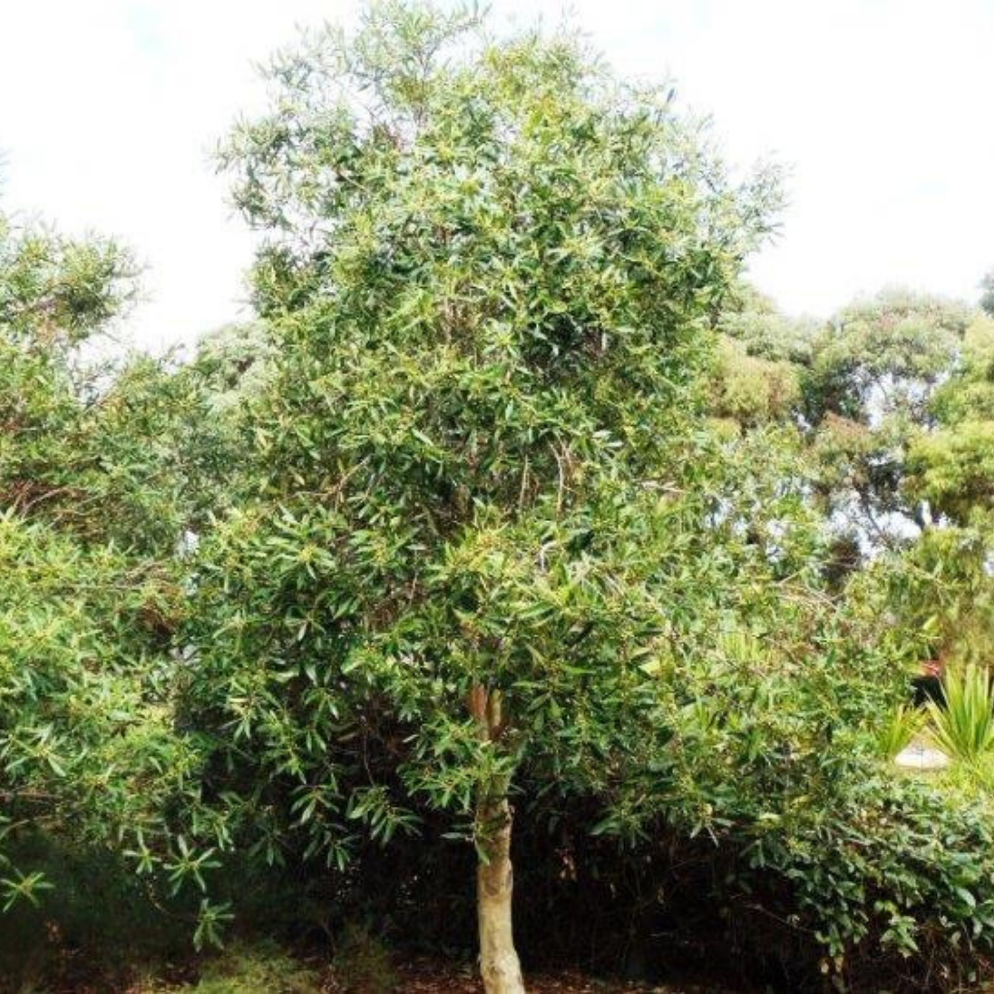 Water Gum tree - Tristaniopsis laurina