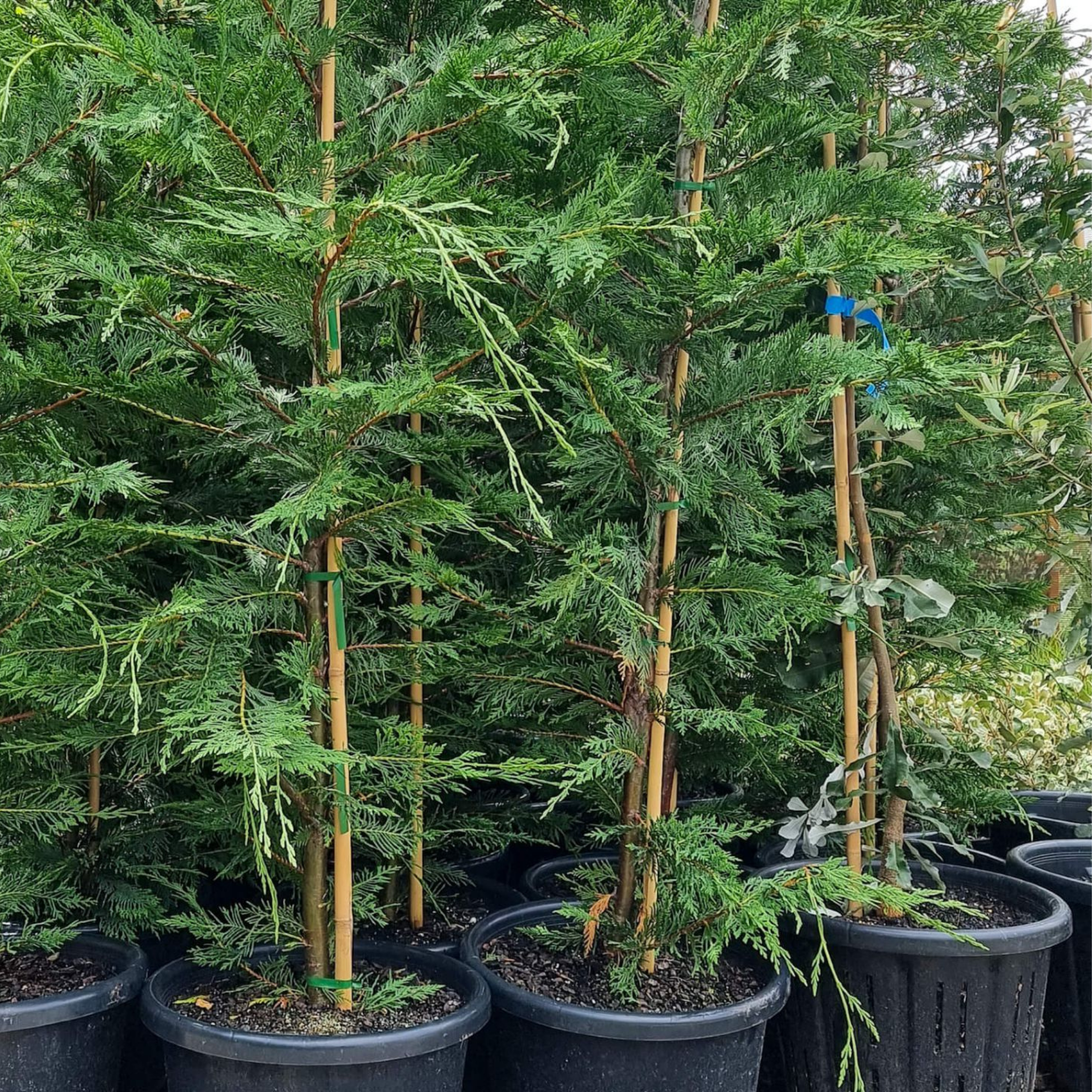 Potted conifer trees in a nursery setting