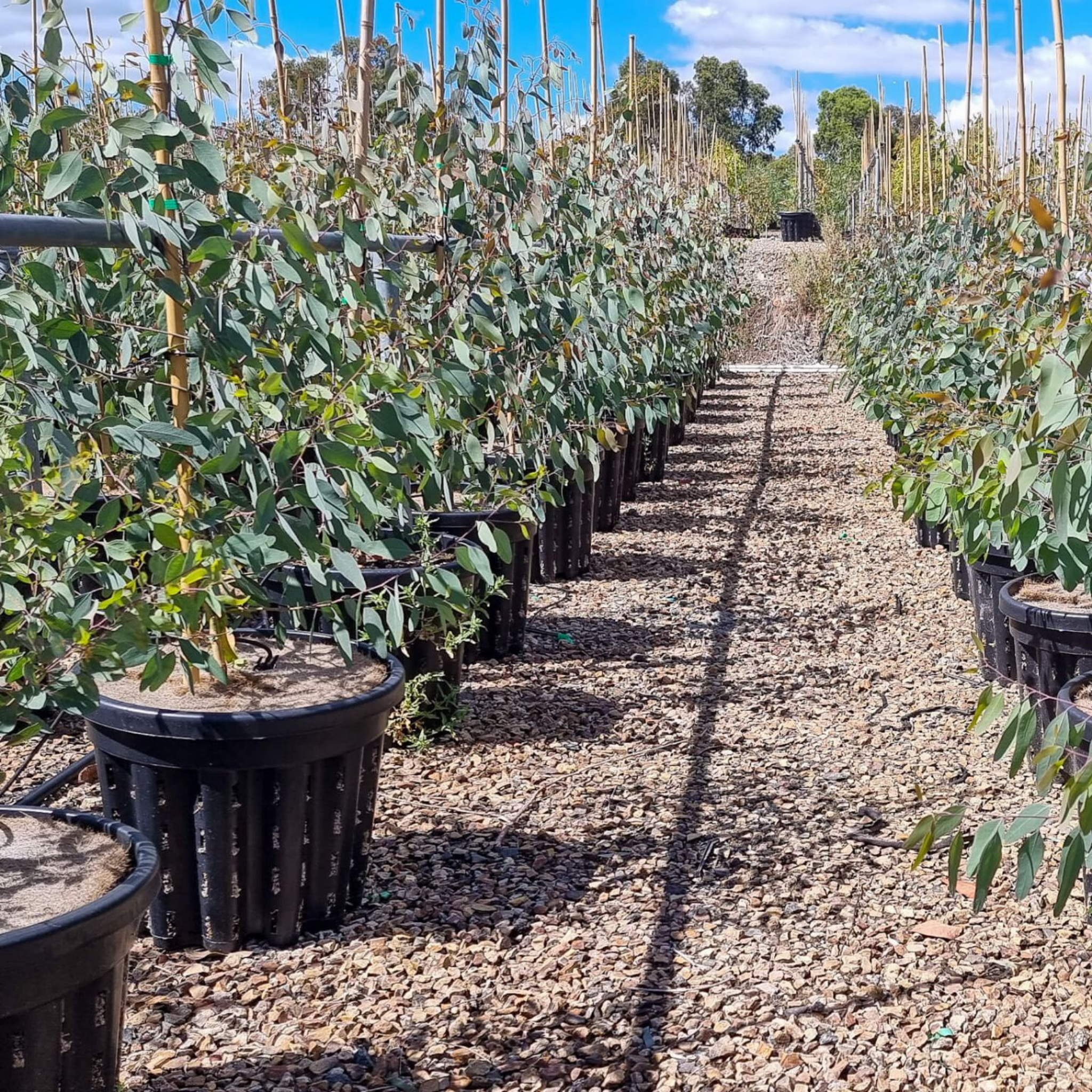 Yellow Box Gum - Eucalyptus melliodora