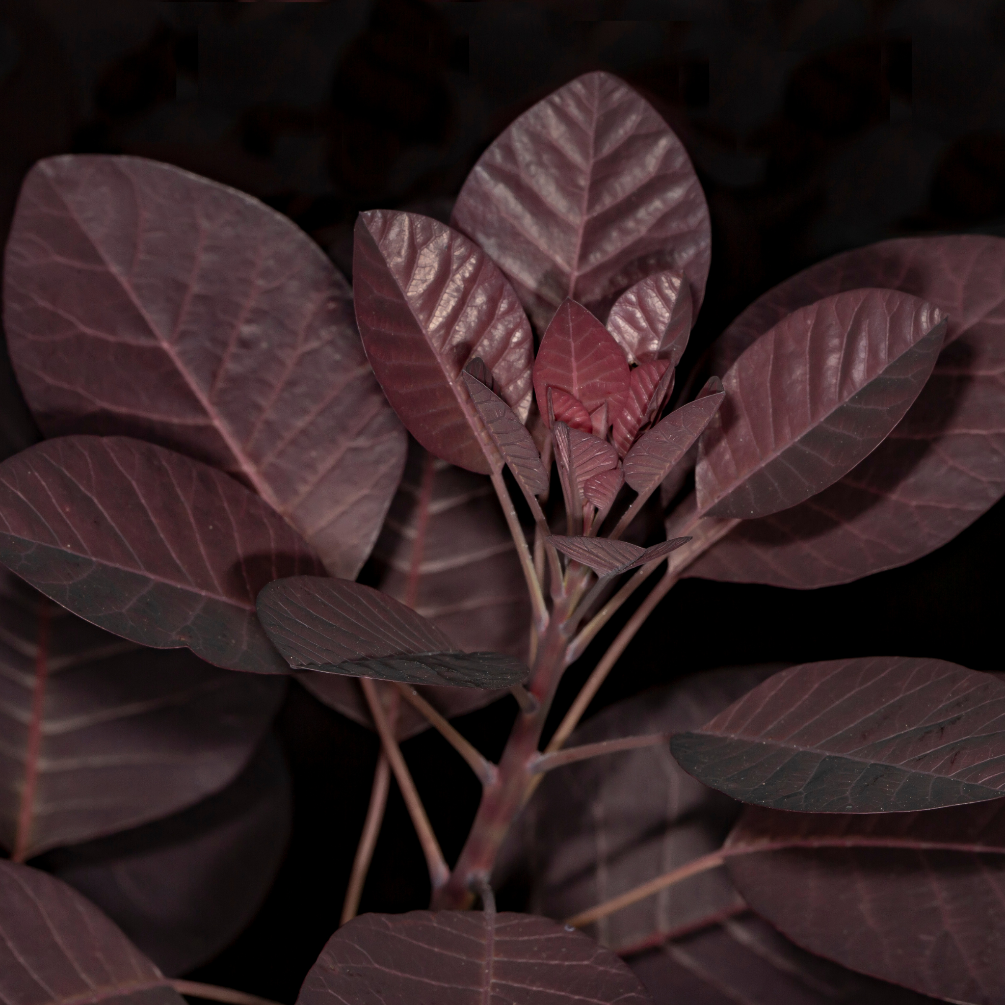 Cotinus coggygria Purple Smoke Tree - Cotinus coggygria Purpurea