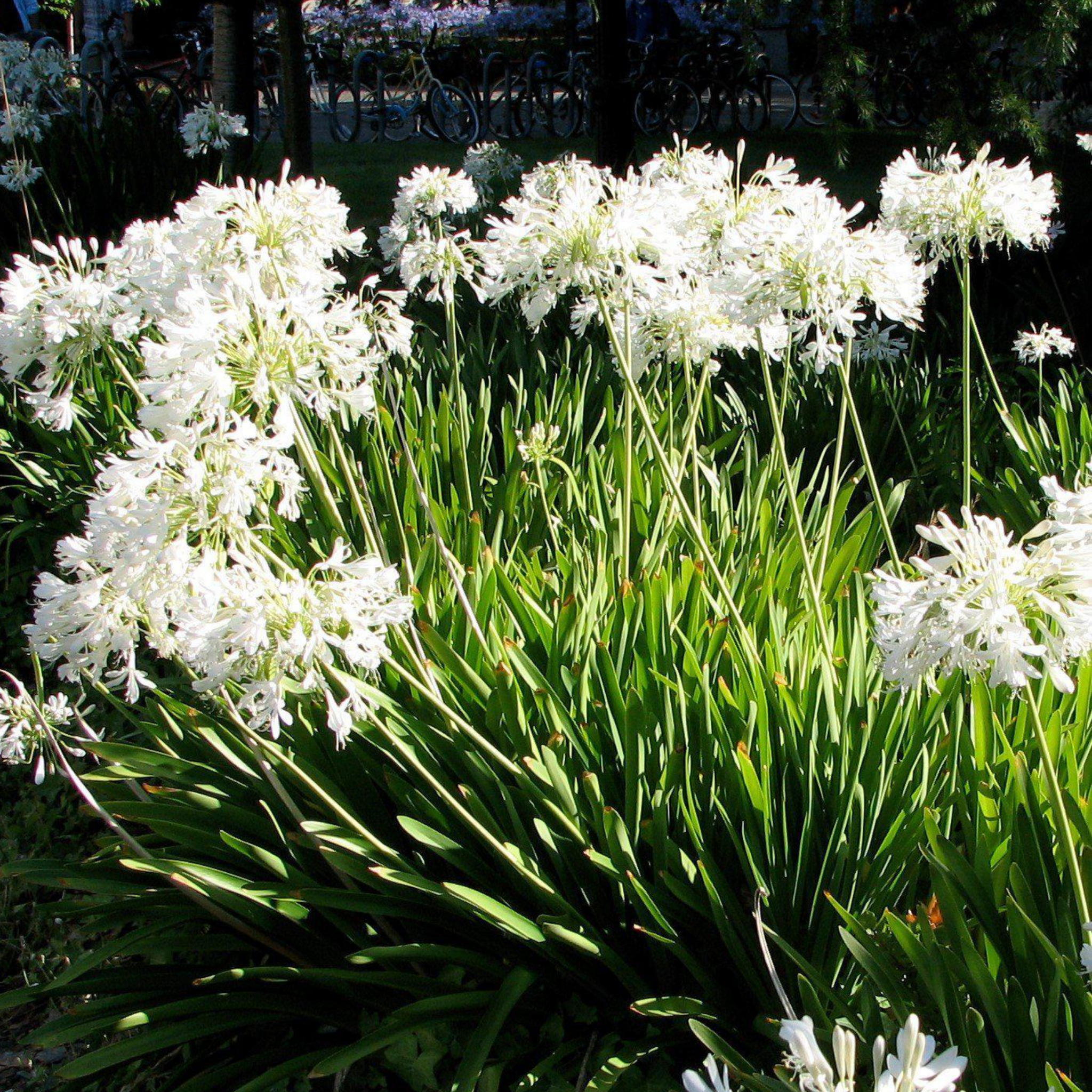 Dwarf White Agapanthus praecox - Lily of the Nile, African Lily