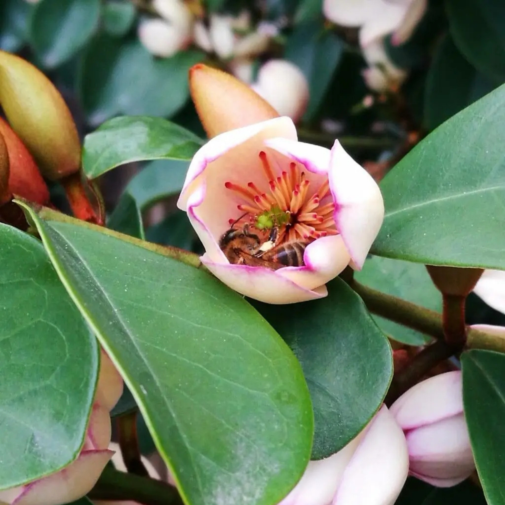 Magnolia Pink Pearl - Magnolia doltsopa figo Pink Pearl